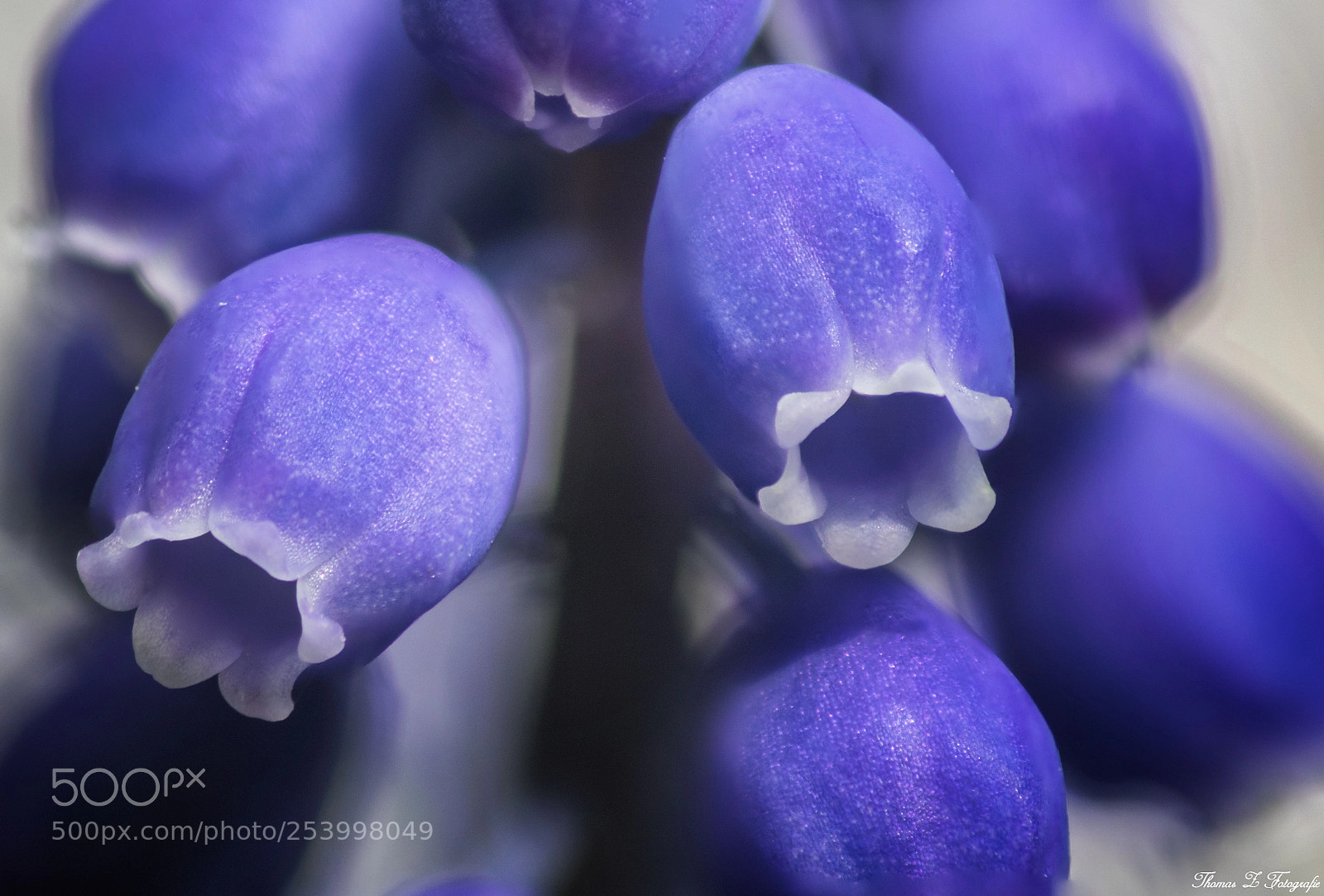 Canon EOS 750D (EOS Rebel T6i / EOS Kiss X8i) sample photo. Traubenhyazinthe / grape photography