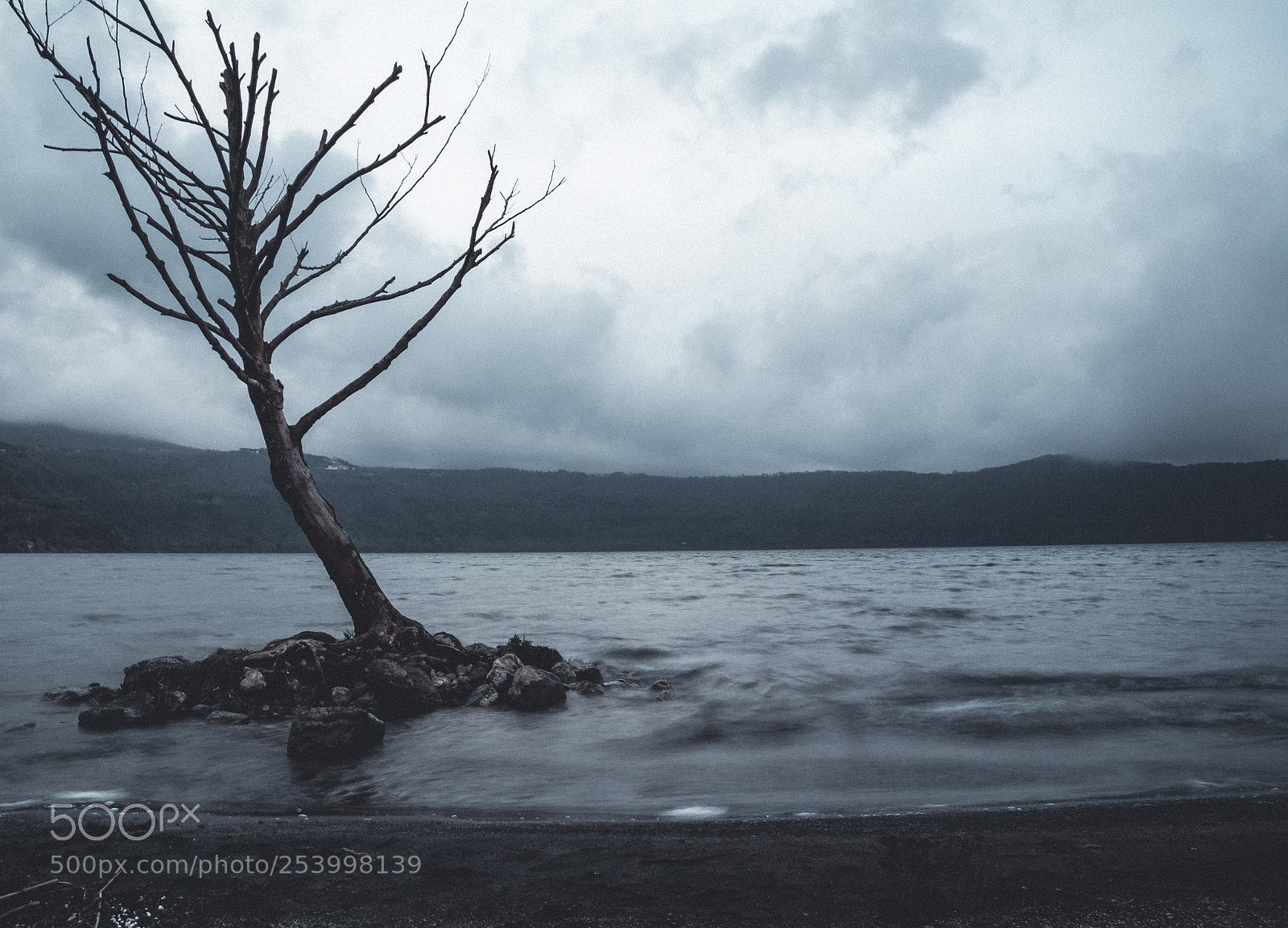 Canon EOS 60D sample photo. Loneliness of the tree photography