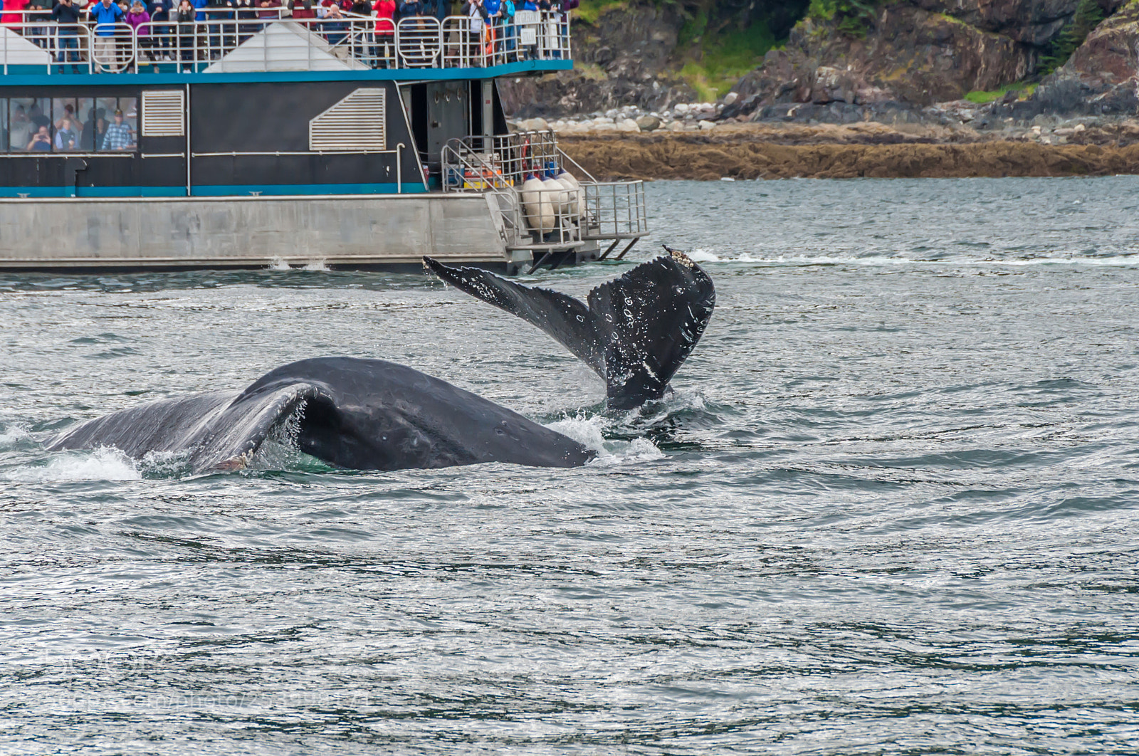 Nikon D700 sample photo. Humpback whales photography