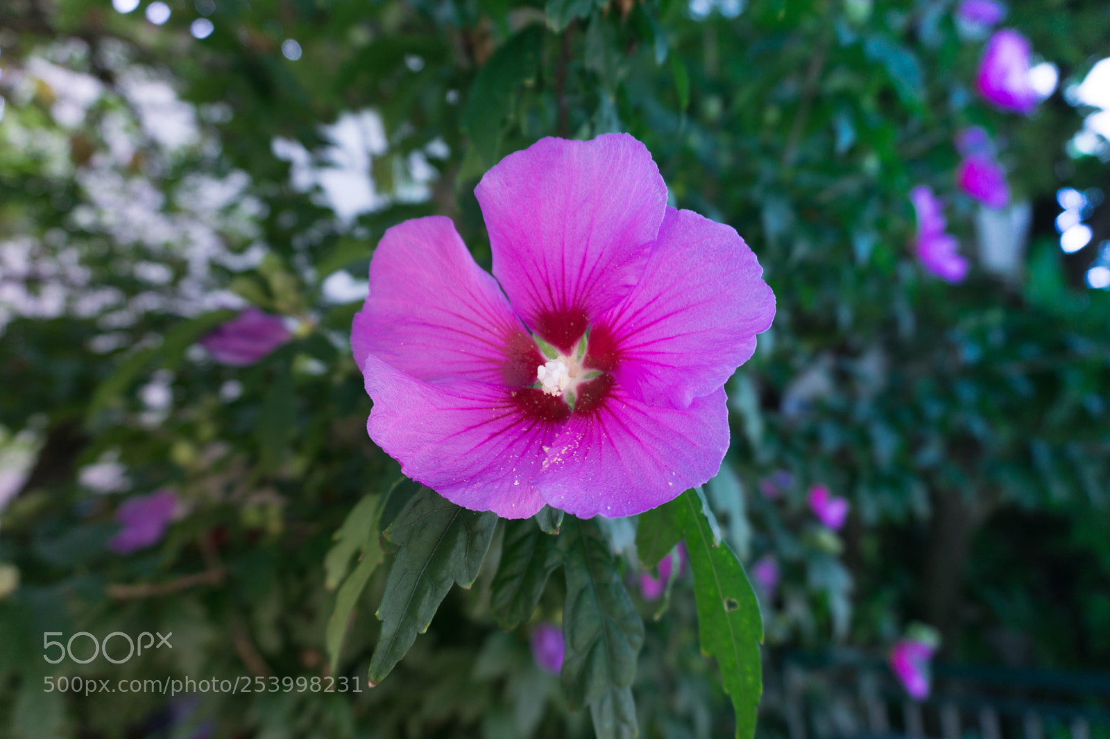 Sony a6000 sample photo. Untitled photography