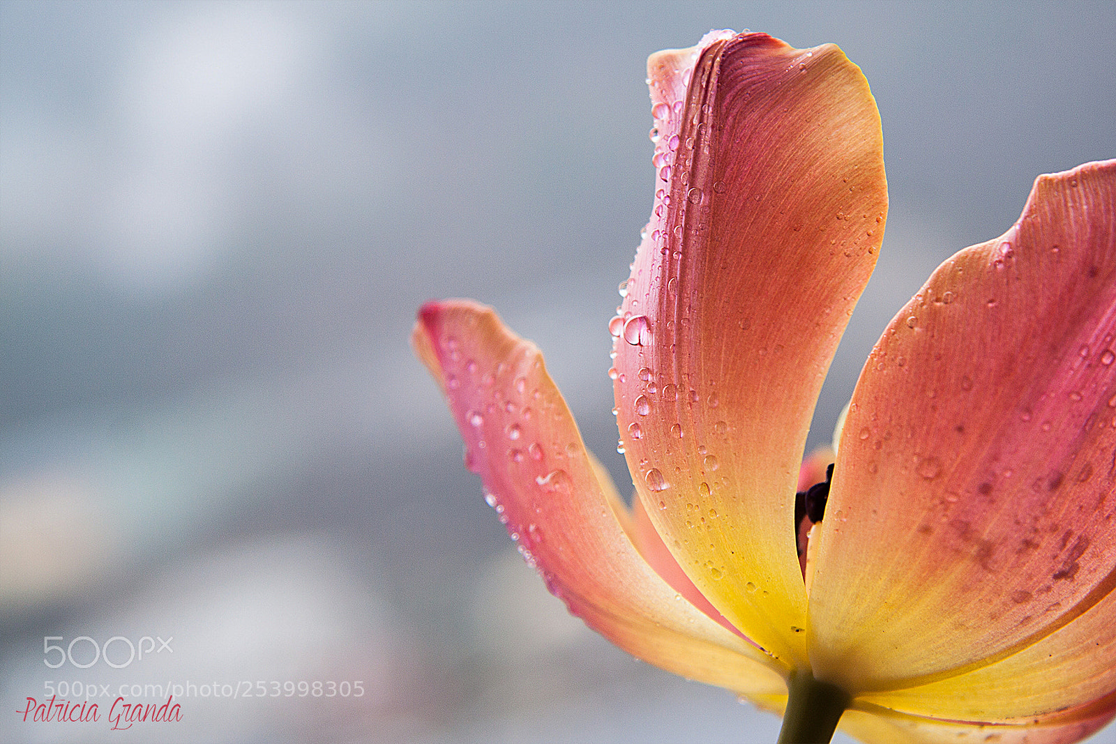 Canon EOS 50D sample photo. Tulip photography