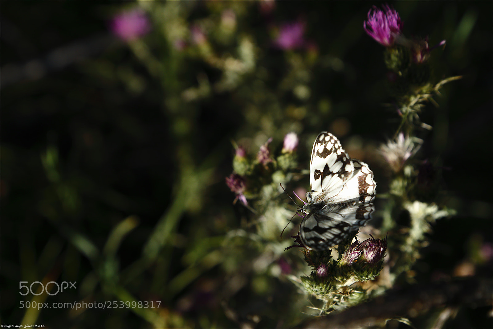 Canon EOS 6D sample photo. 2014_sanabria_butterfly 01 photography