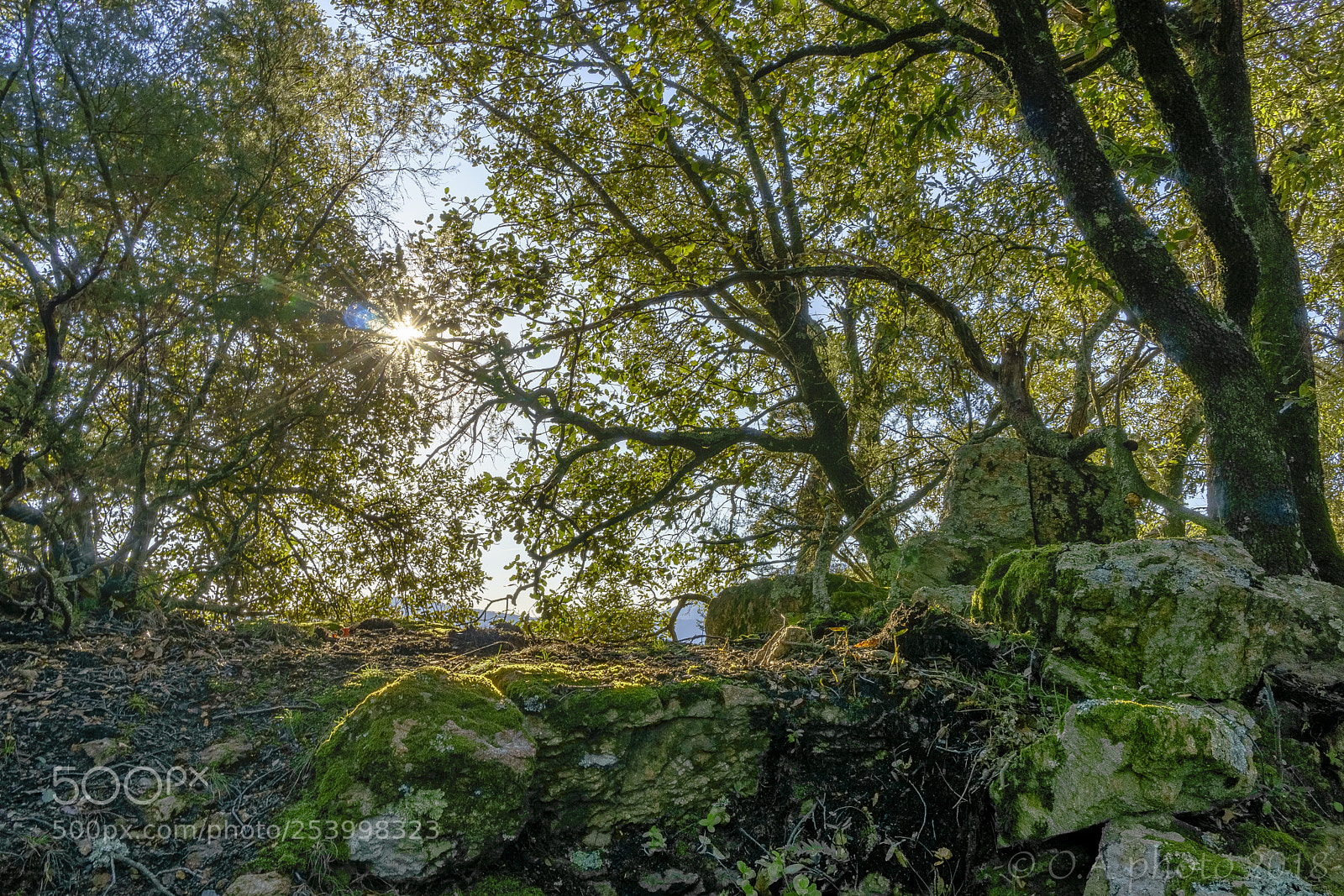 Sony a6000 sample photo. Forêt magique photography