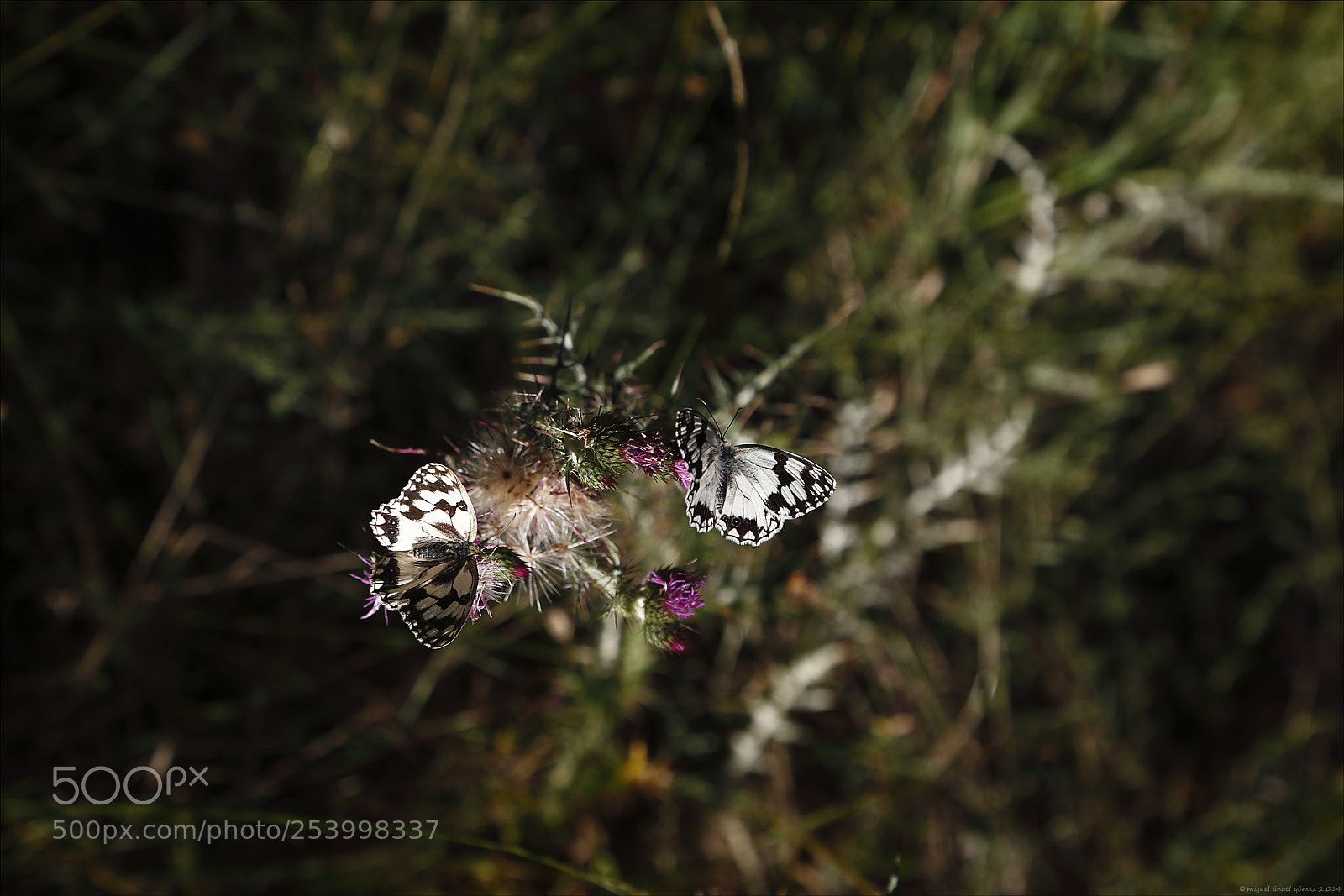 Canon EOS 6D sample photo. 2014_sanabria_butterfly 02 photography