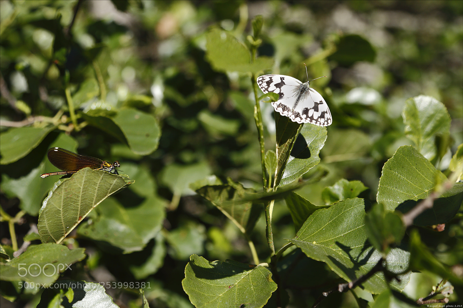 Canon EOS 6D sample photo. 2014_sanabria_butterfly & dragonfly photography