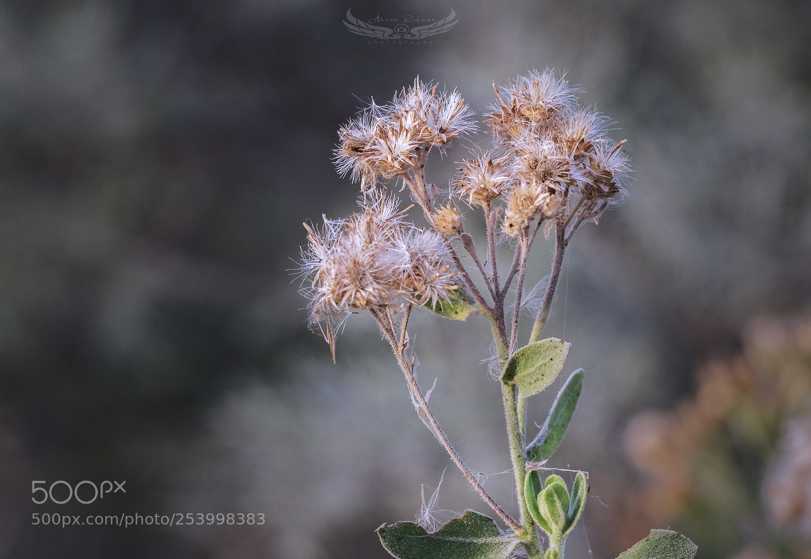 Canon EOS 750D (EOS Rebel T6i / EOS Kiss X8i) sample photo. Unknown plant photography