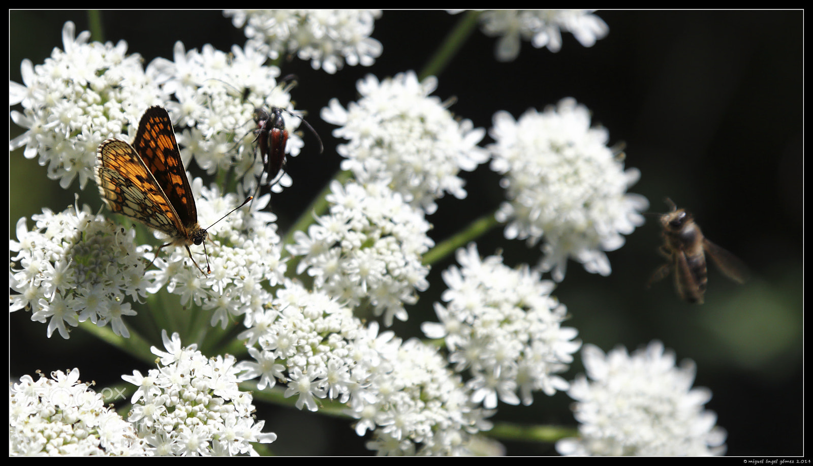Canon EOS 6D sample photo. 2014_sanabria_butterfly 04 photography