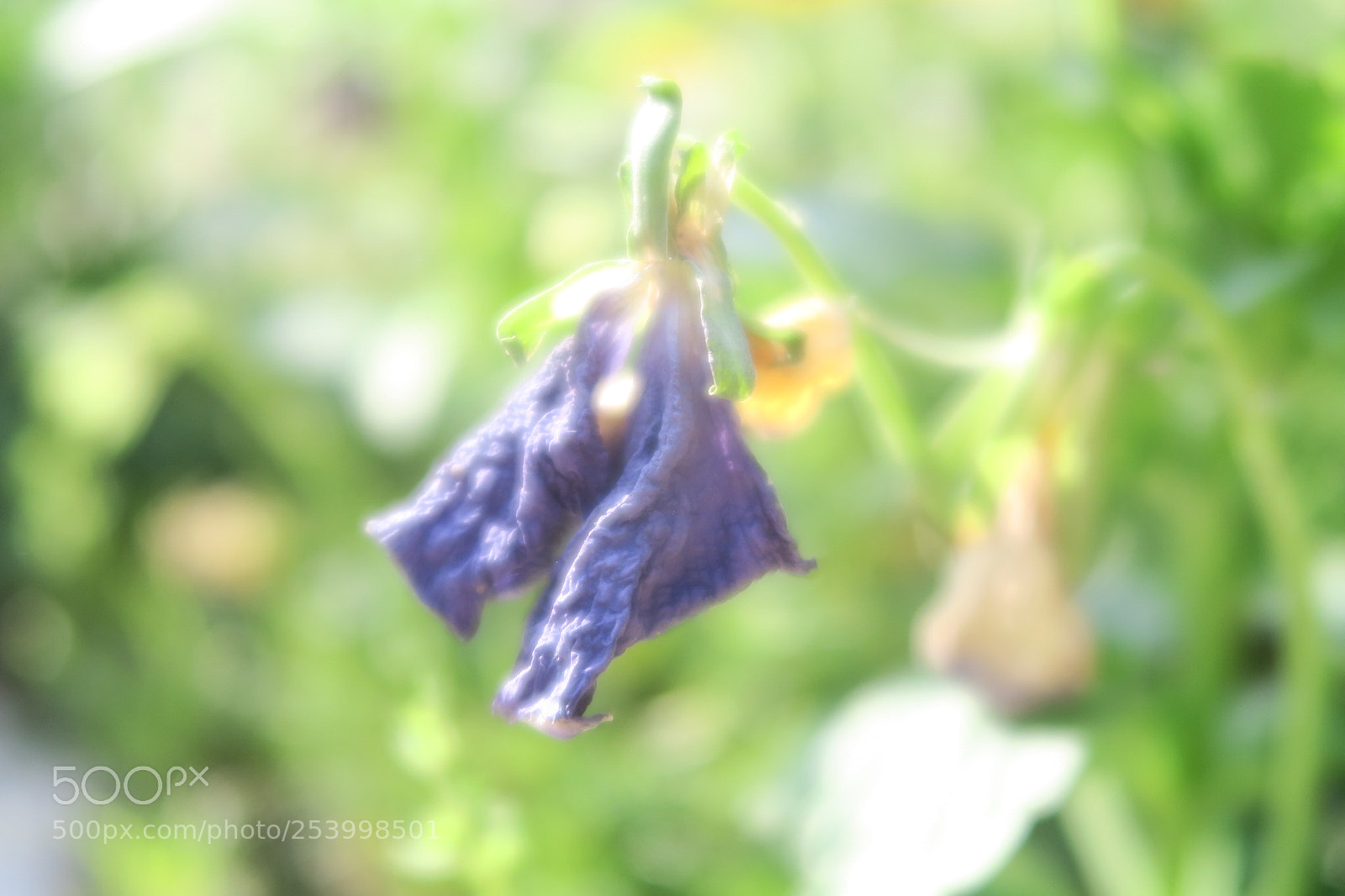 Canon PowerShot G7 X sample photo. New life photography