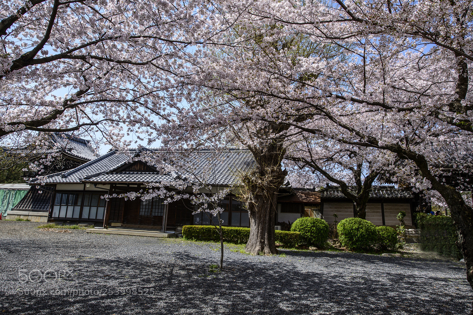 Nikon D850 sample photo. Under sakura tree photography