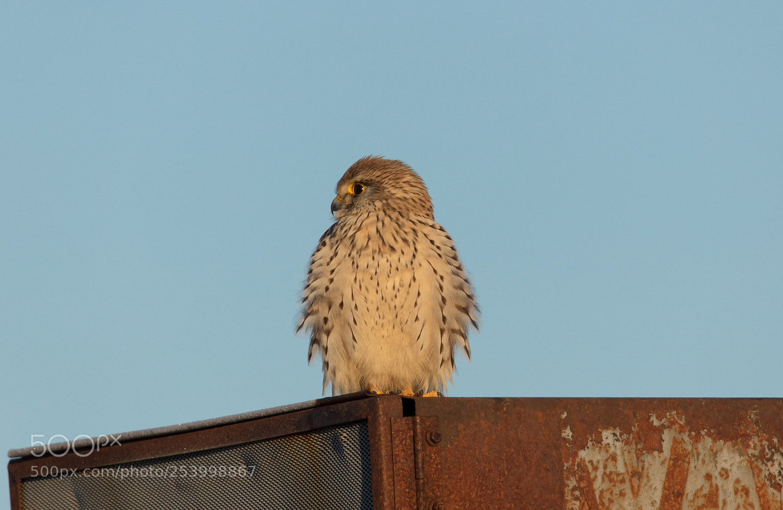 Canon EOS 5DS sample photo. Common kestrel photography