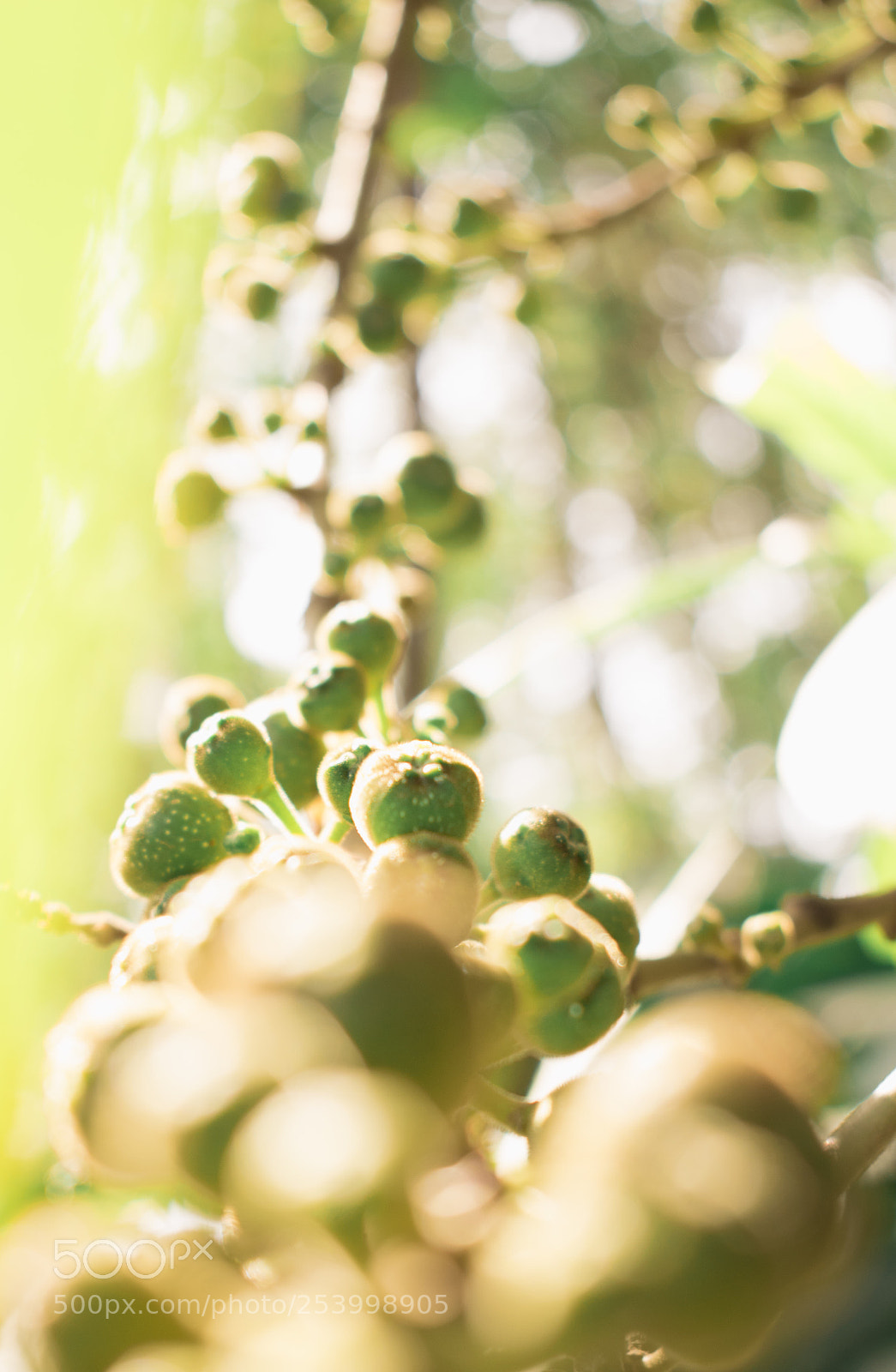 Nikon D5300 sample photo. Fruitful photography