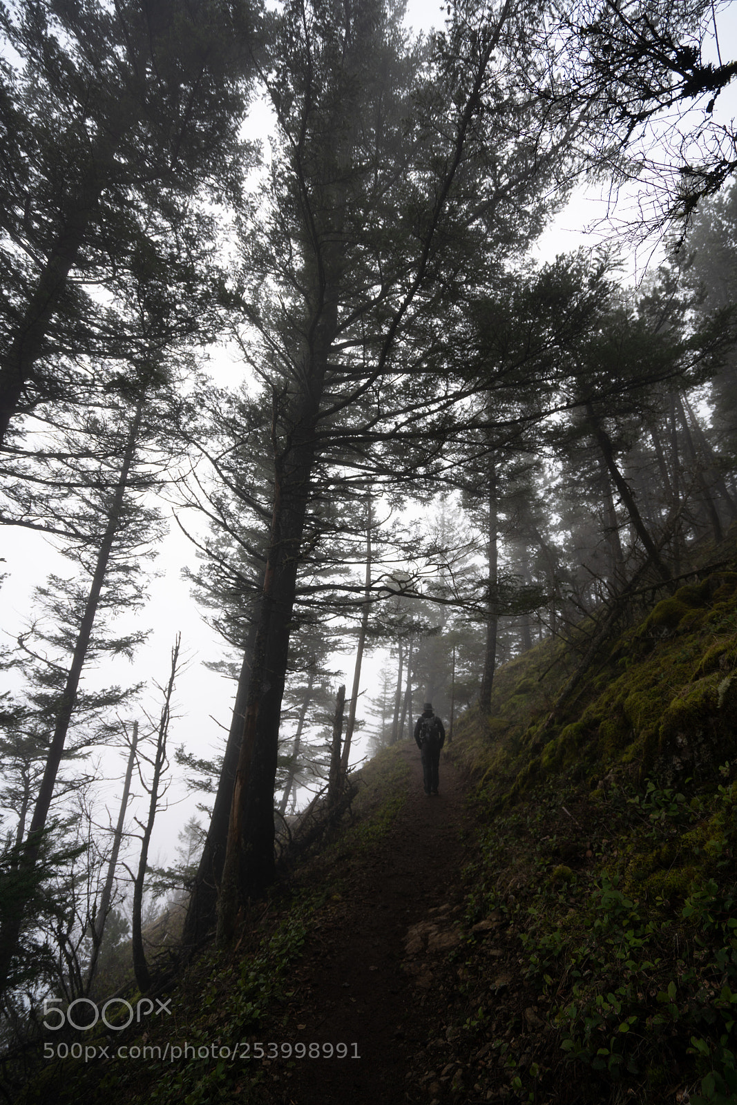 Sony a7R III sample photo. Strolling through the mist photography