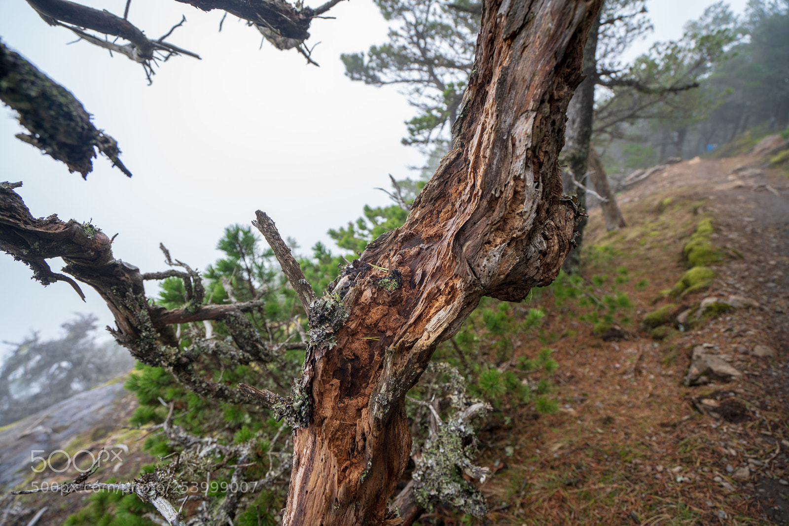 Sony a7R III sample photo. Cracked tree photography