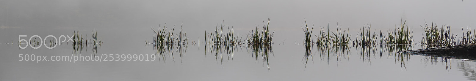 Sony a7R III sample photo. Through the water photography