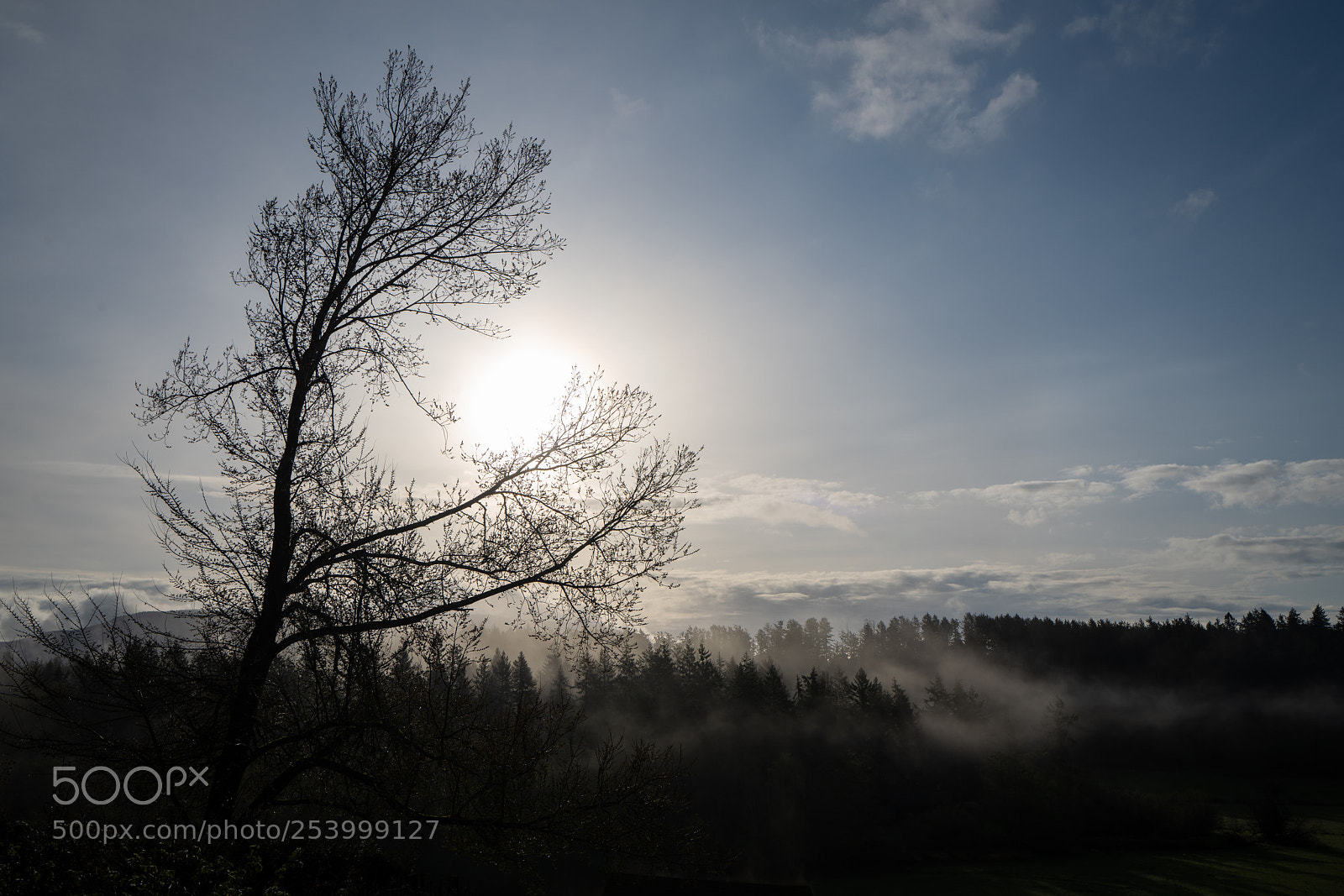 Sony a7R III sample photo. Foggy morning photography