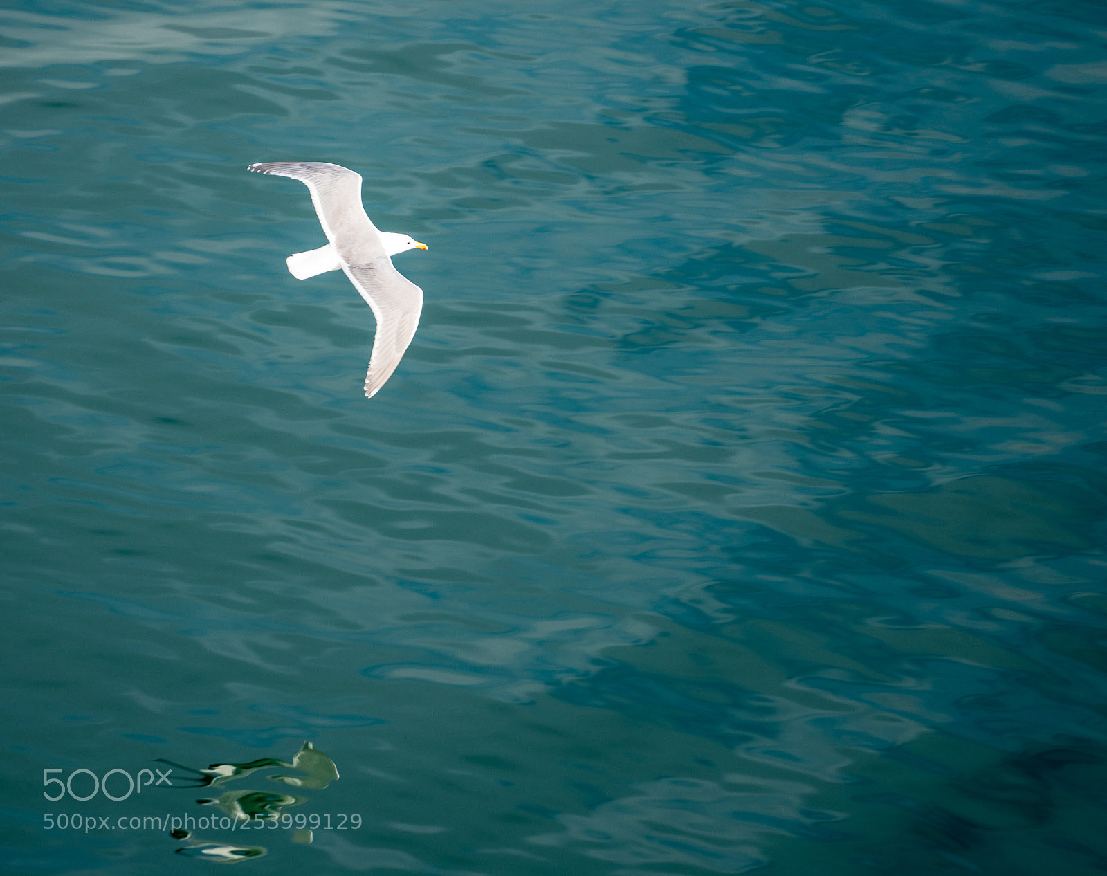 Sony a7R III sample photo. Seagull reflection photography