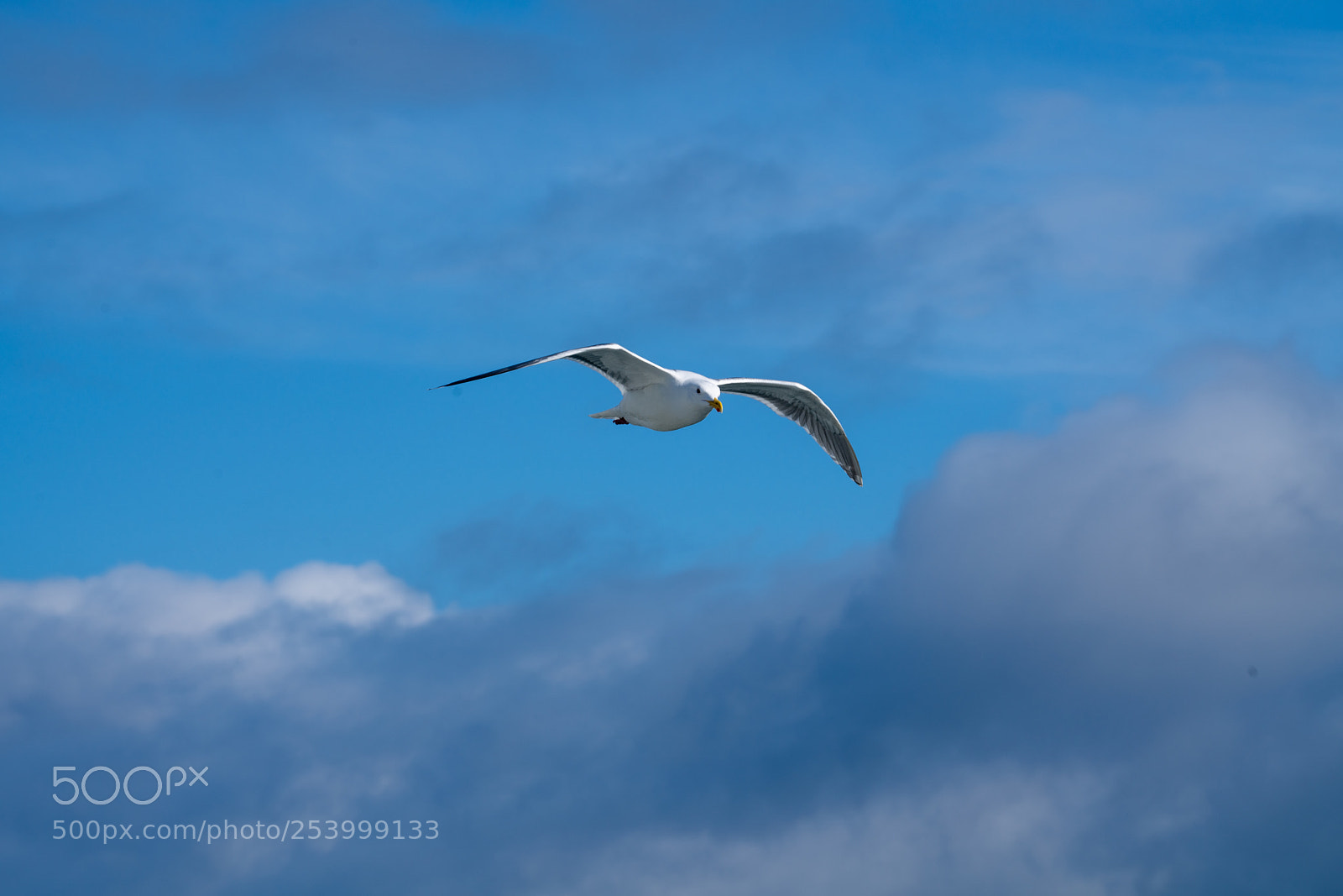 Sony a7R III sample photo. Seagull photography