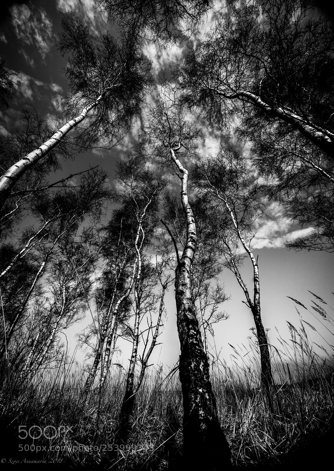 Canon EOS 6D sample photo. Trees photography