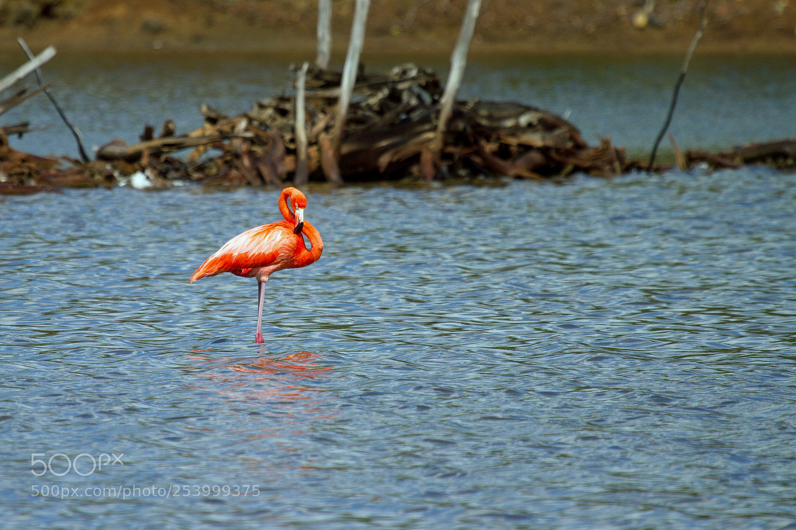 Canon EOS 7D sample photo. Flamingo photography