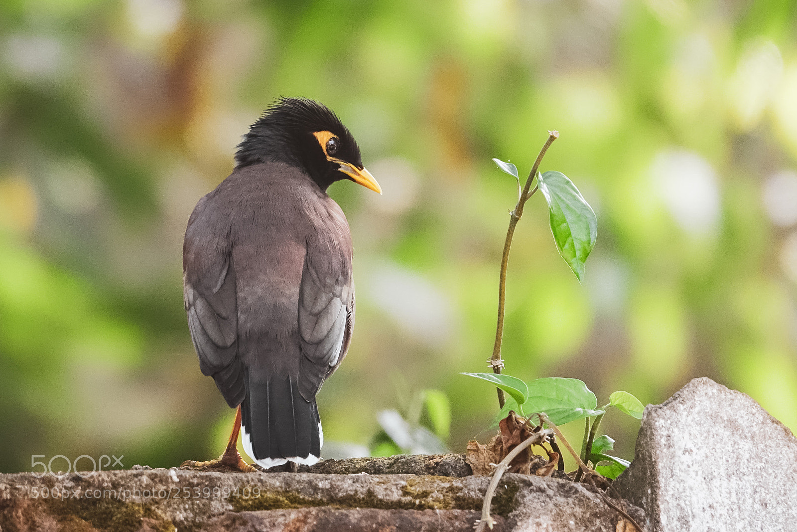 Sony Cyber-shot DSC-RX10 III sample photo. Indian myna. photography