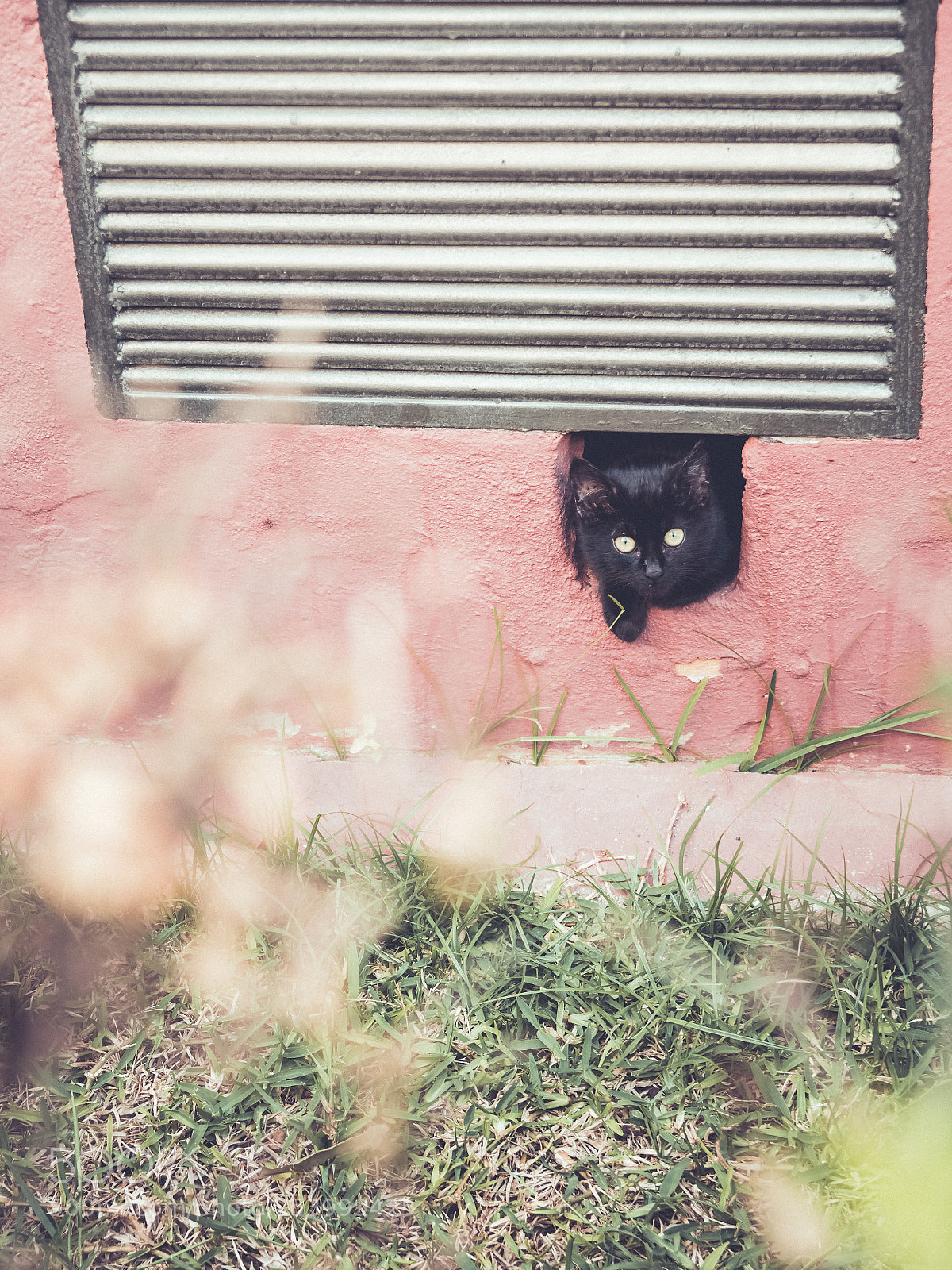 Nikon D500 sample photo. The hiding kitty photography