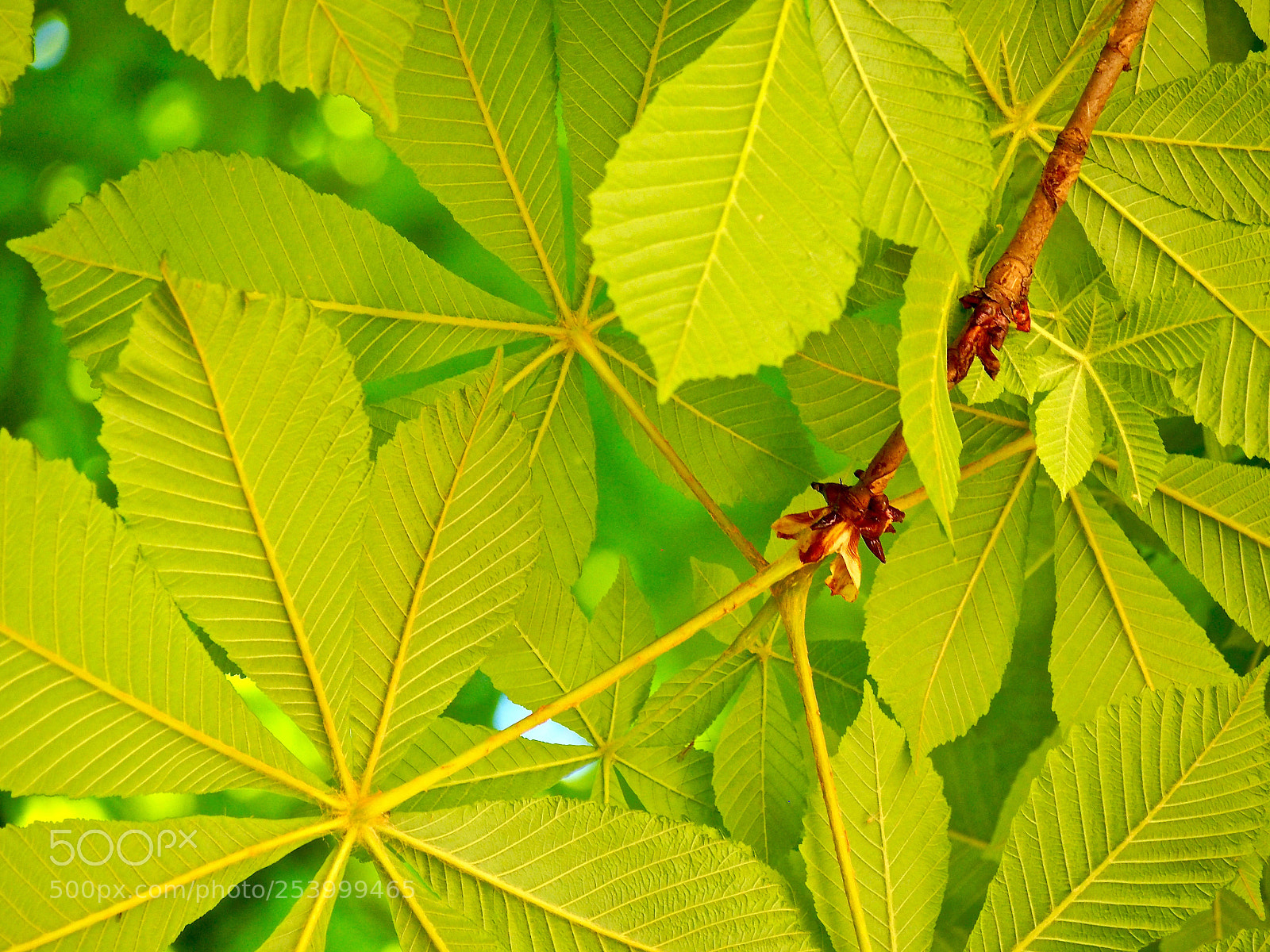 Olympus PEN E-PL6 sample photo. The passion of spring photography