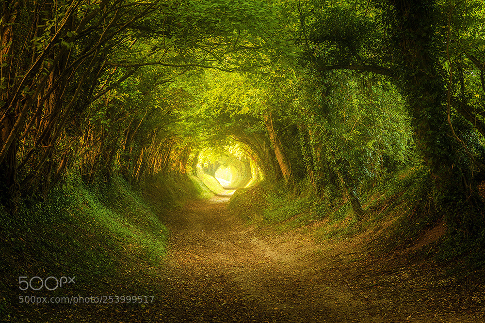 Nikon D7200 sample photo. Halnaker tree tunnel, england photography