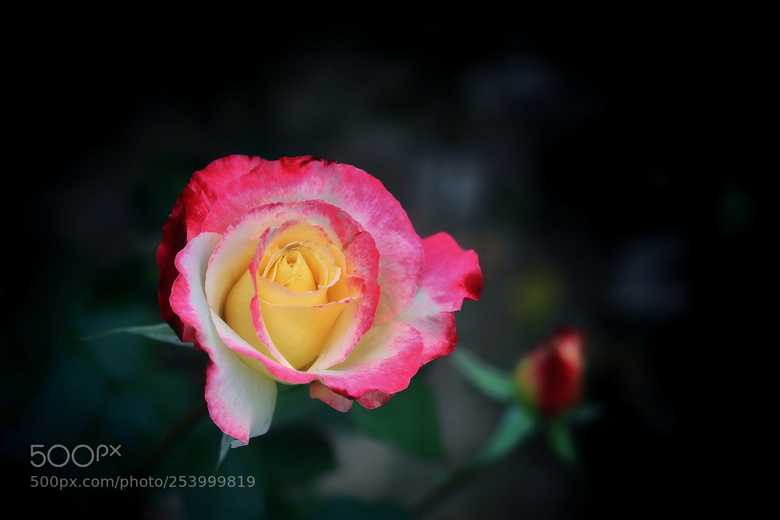 Canon EOS-1D X Mark II sample photo. Moment photography