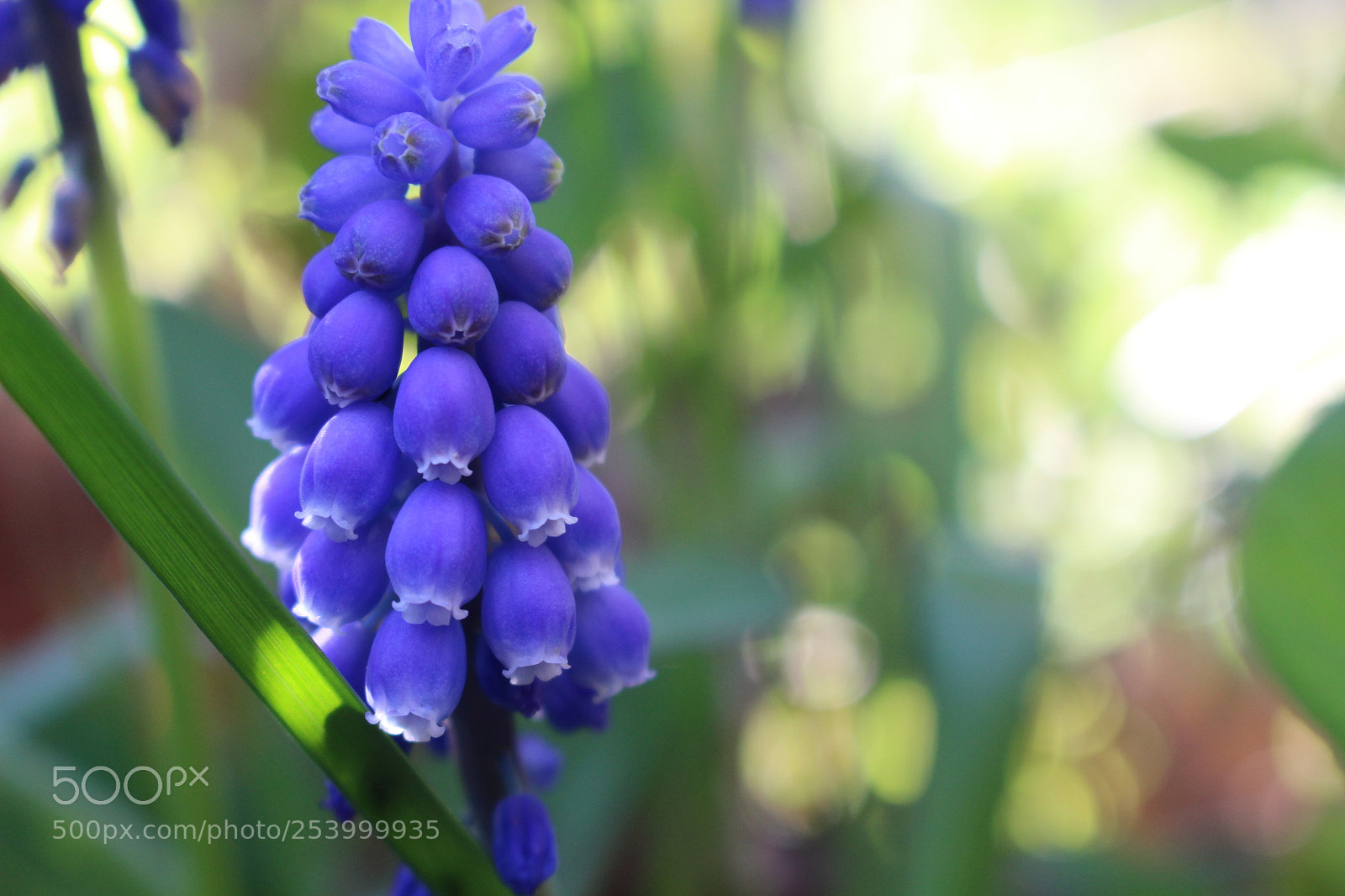Canon EOS 100D (EOS Rebel SL1 / EOS Kiss X7) sample photo. Flower_muscari photography