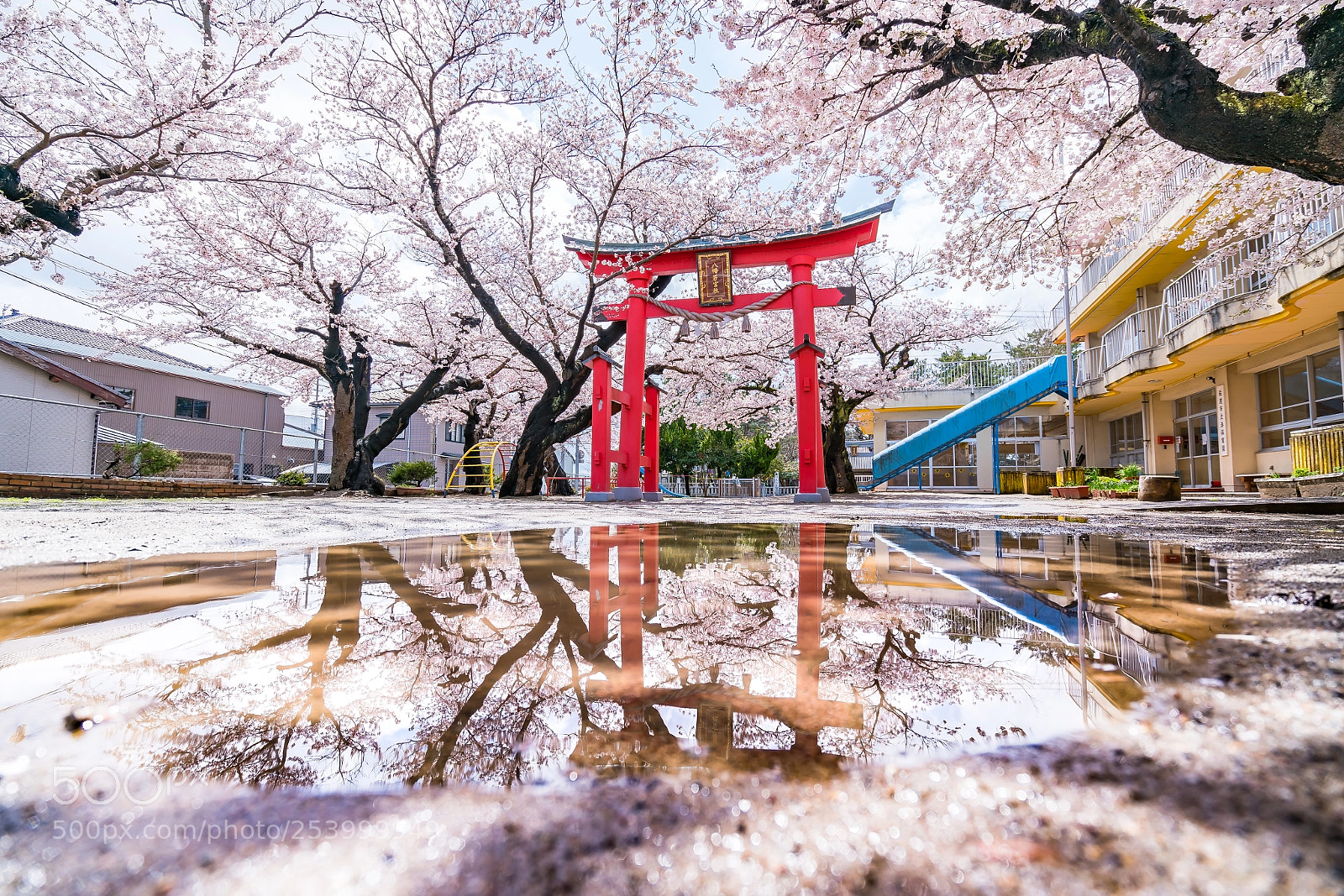 Sony a7R II sample photo. Reflection of cherryblossoms photography