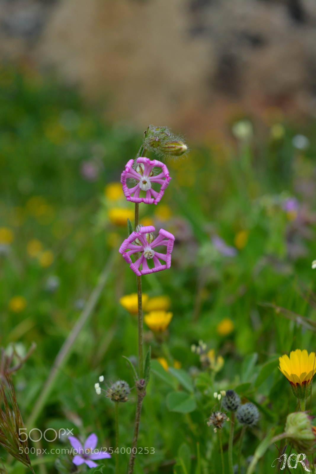 Nikon D5200 sample photo. Flor photography