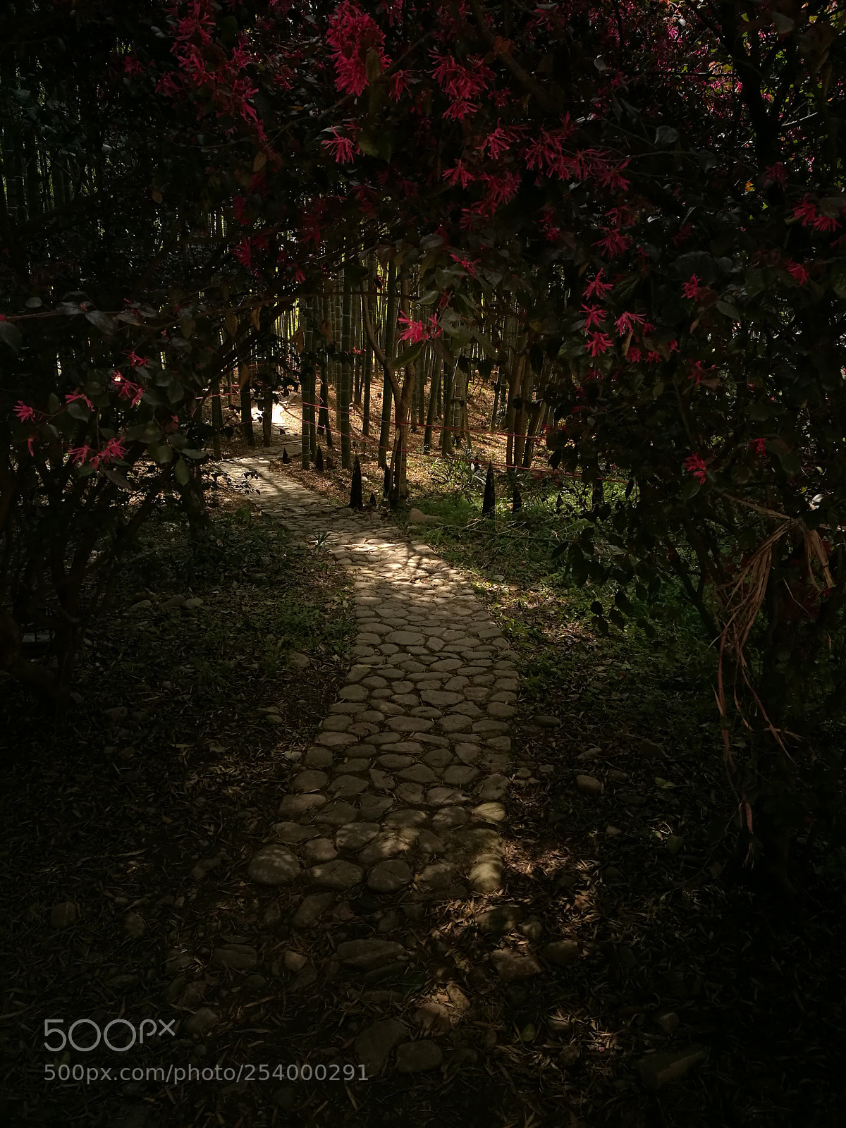 HUAWEI P9 sample photo. 幽径 photography