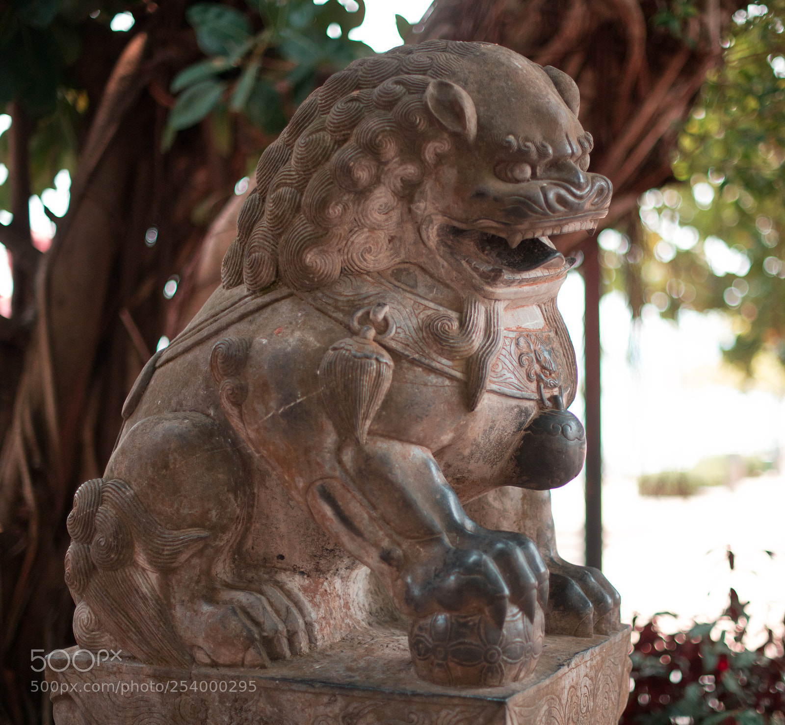 Nikon D850 sample photo. Lion guarding the tin photography