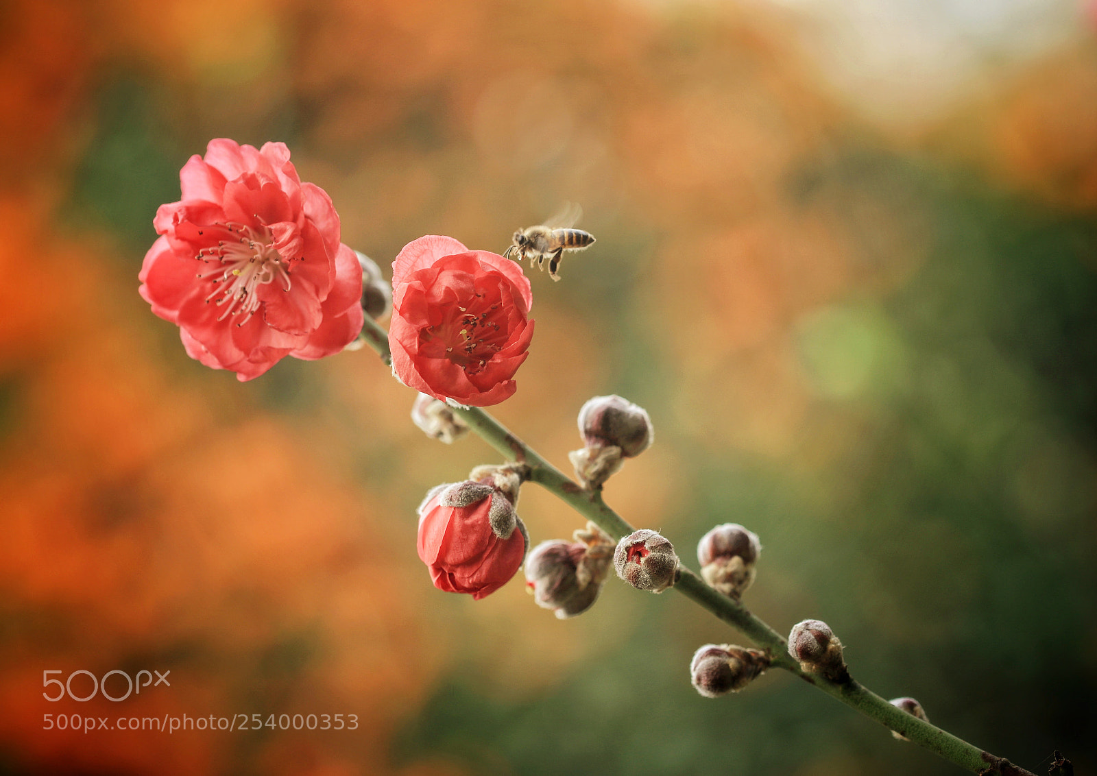 Canon EOS-1D X Mark II sample photo. Buzy bee photography