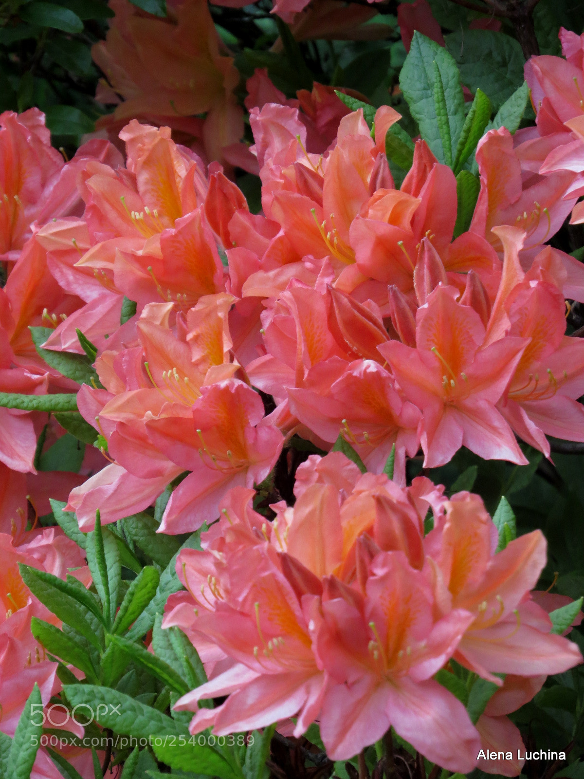 Canon PowerShot SX50 HS sample photo. Flowering azaleas photography