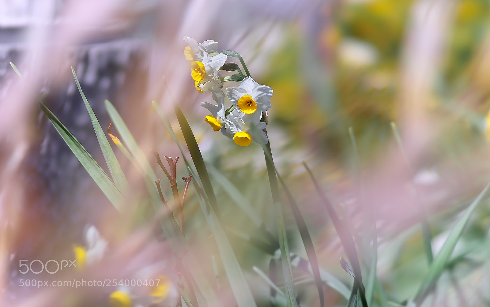 Sony a7 sample photo. Narcissus・・水仙 photography