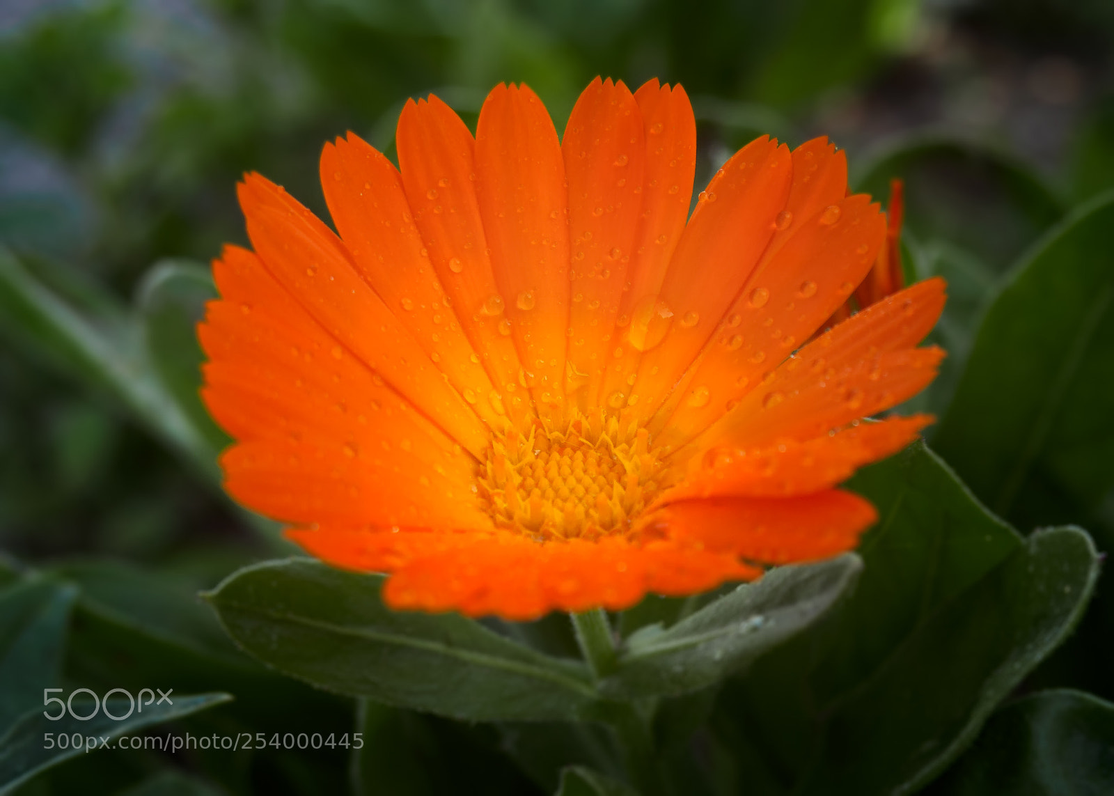 Olympus PEN E-PL6 sample photo. Calendula photography