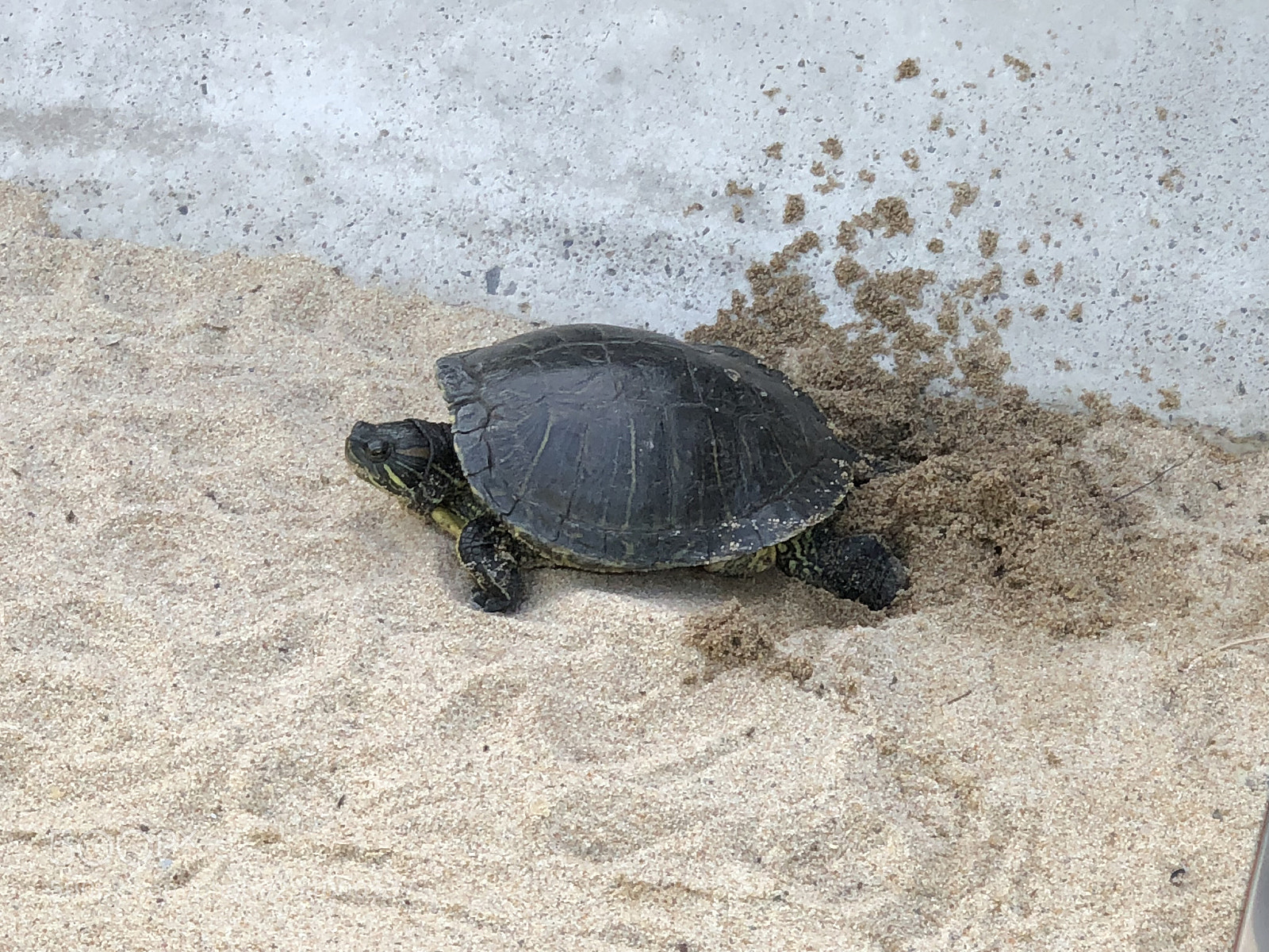 Apple iPhone X sample photo. Turtle nesting photography