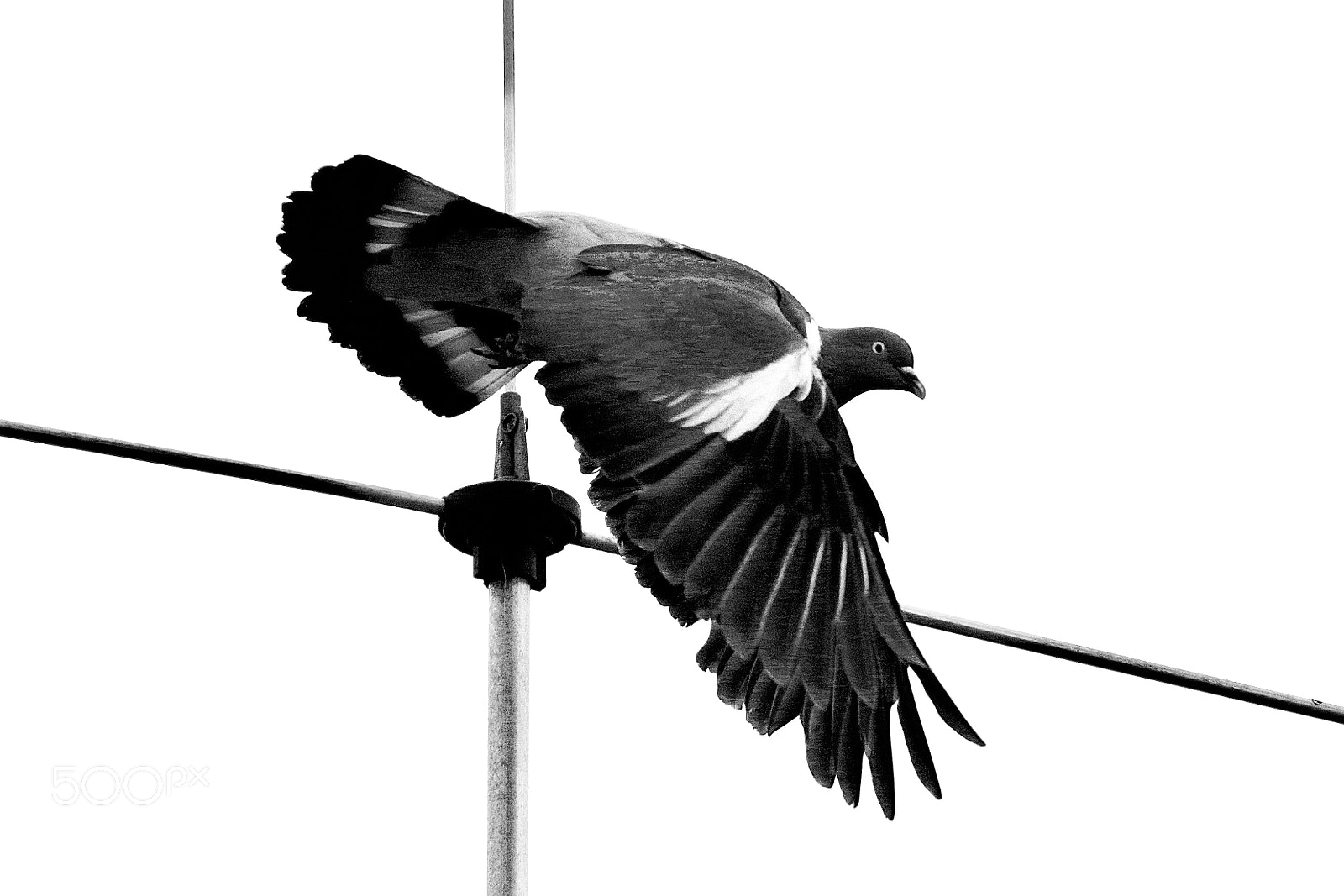Pentax K-1 sample photo. Pigeon to tower clearance photography