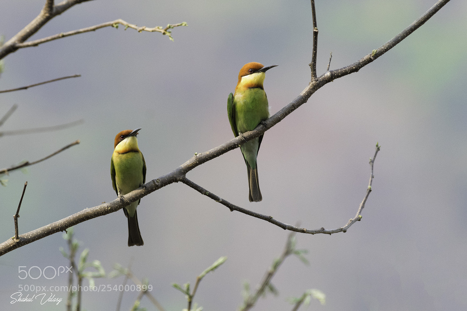 Nikon D500 sample photo. Chestnut-headed bee-eater photography