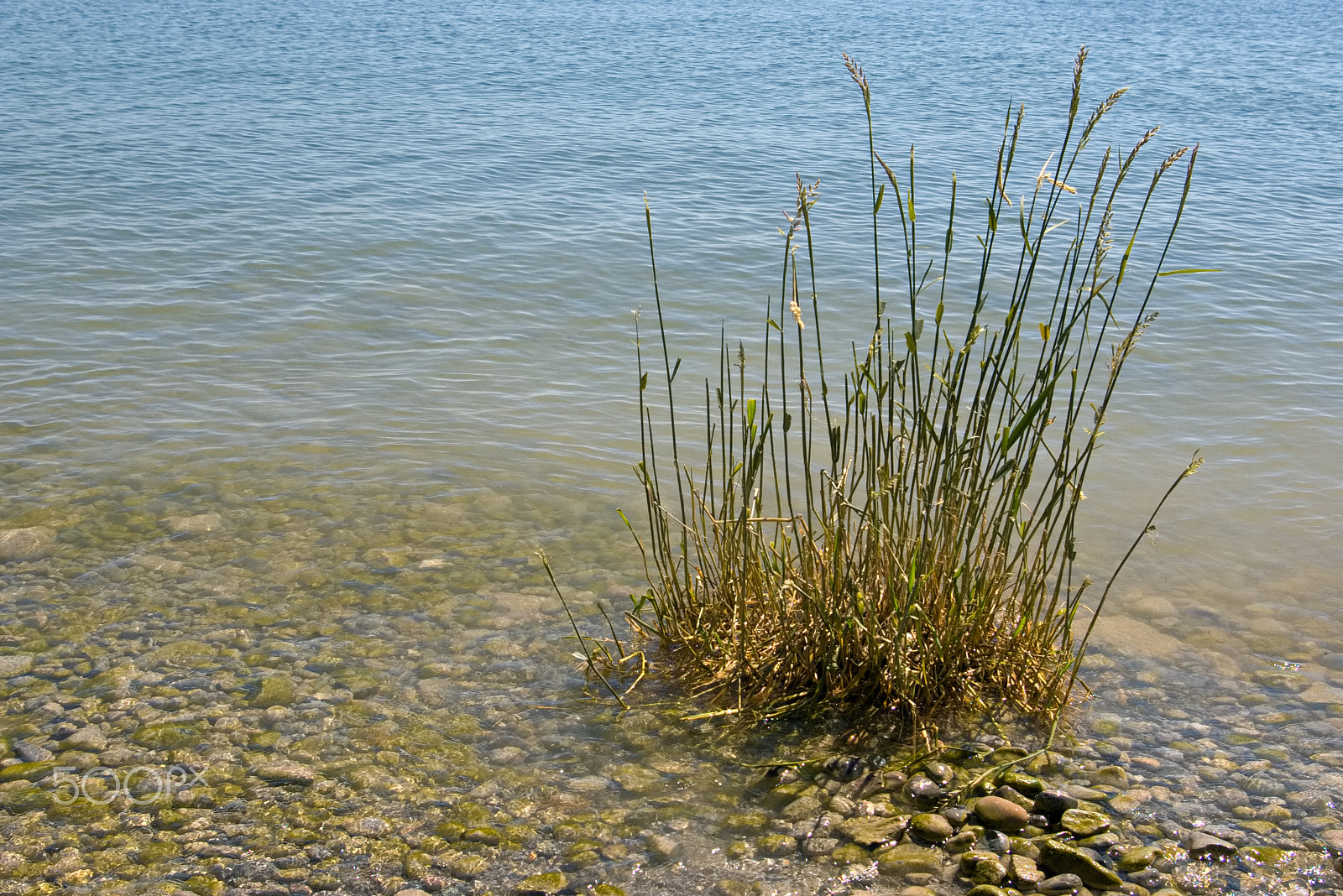 Pentax *ist DL sample photo. Grass in water photography
