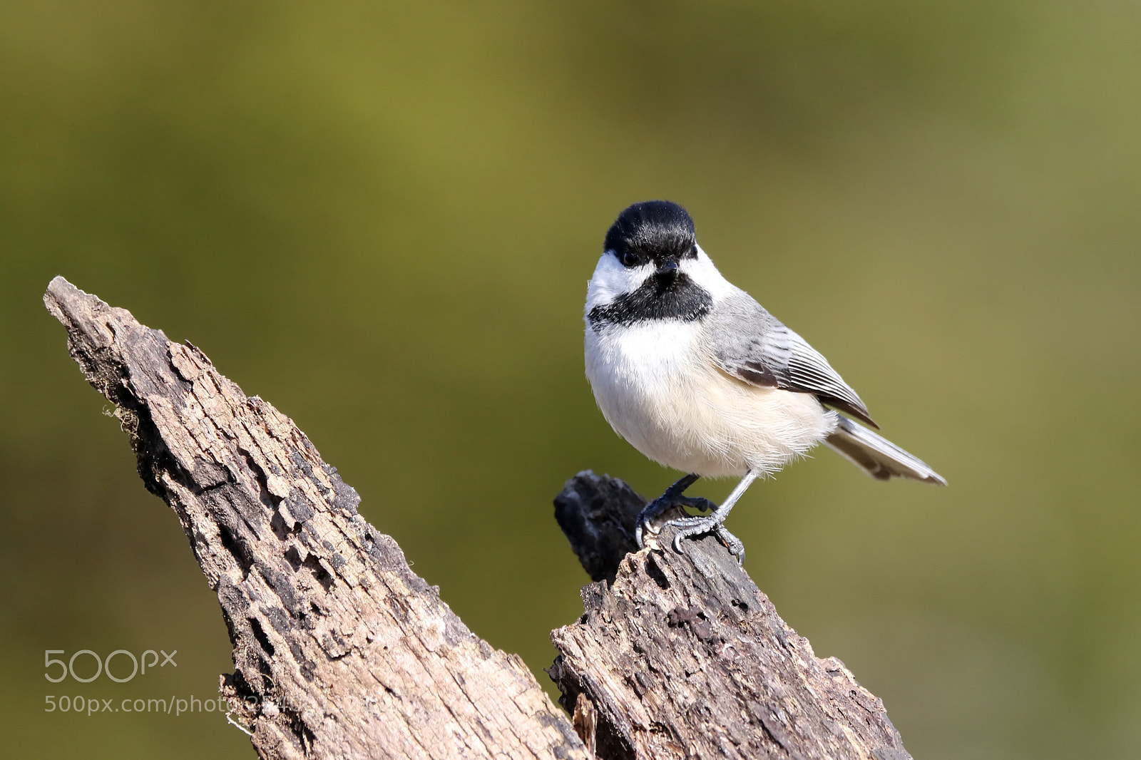 Canon EOS 7D Mark II sample photo. Chickadee photography
