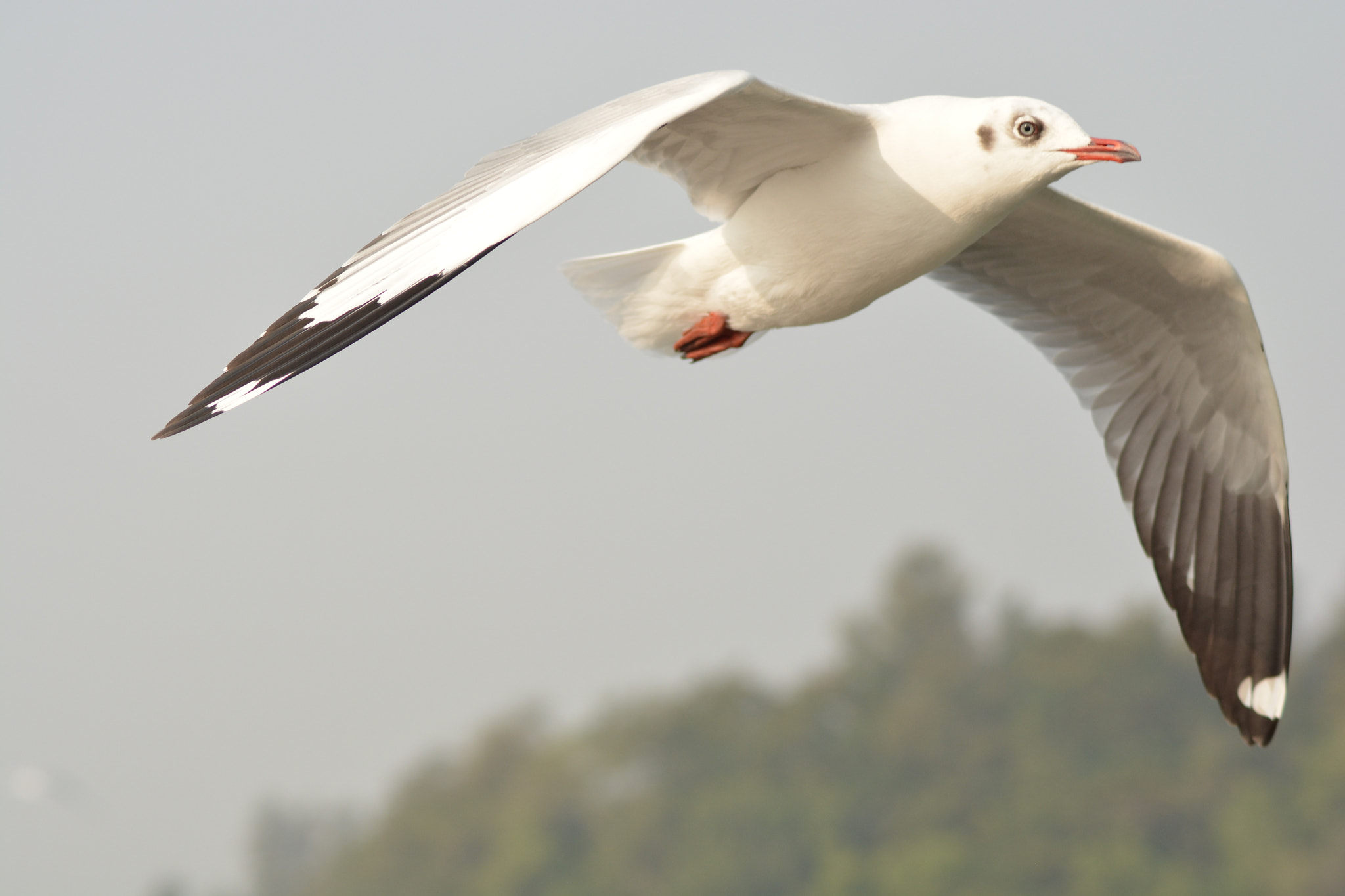 Nikon AF Nikkor 70-300mm F4-5.6G sample photo