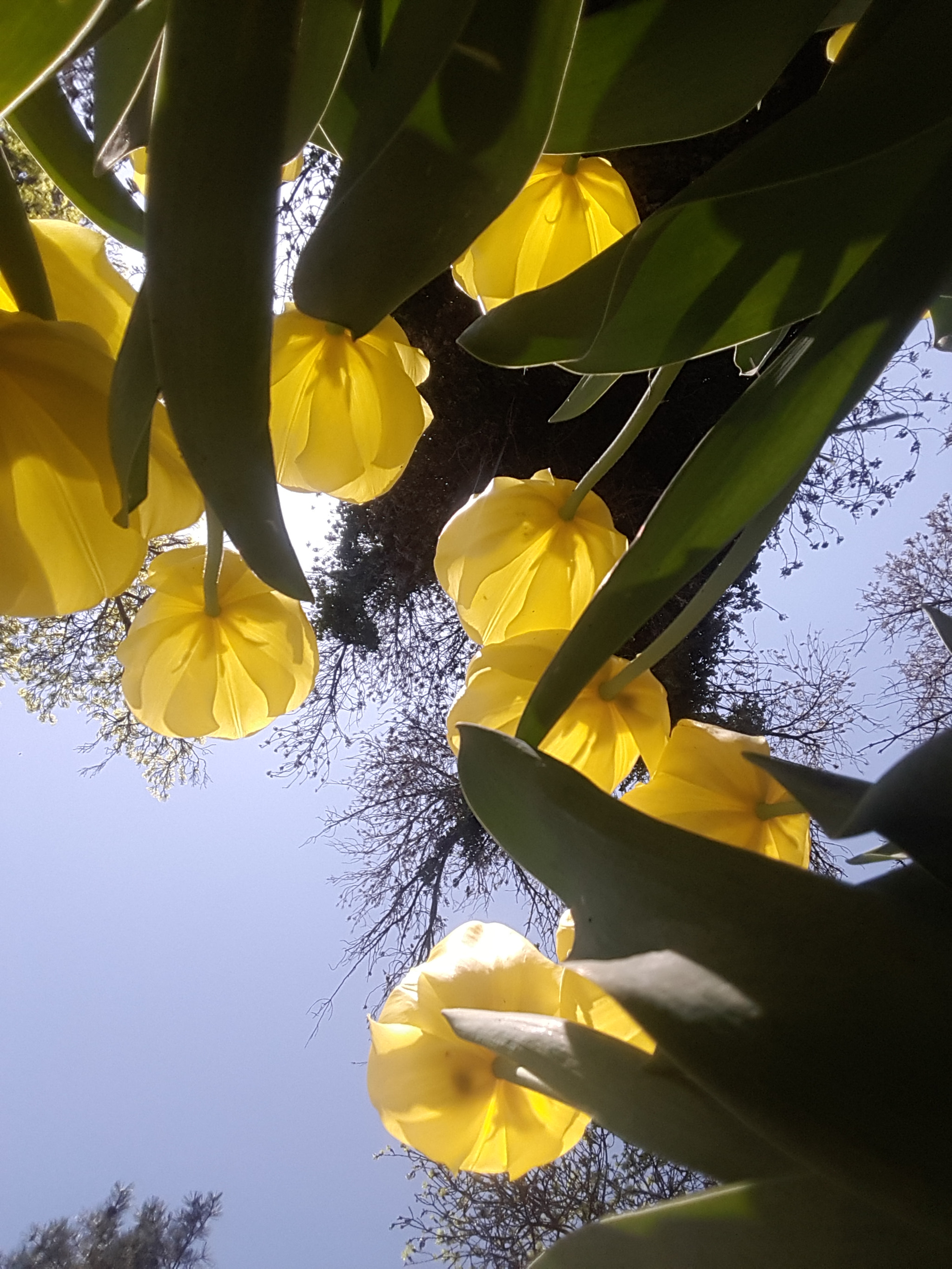 Samsung Galaxy A8 sample photo. Tulip season.. photography