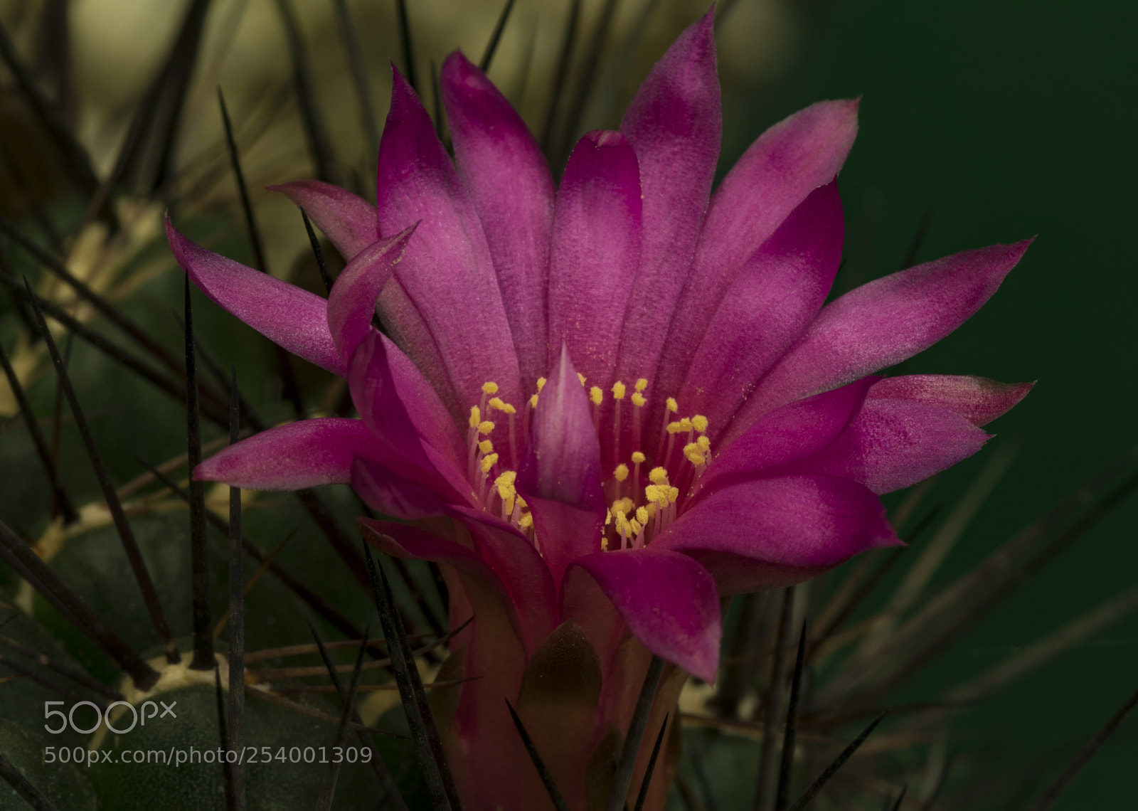 Canon EOS 5D Mark IV sample photo. Cactus flower photography