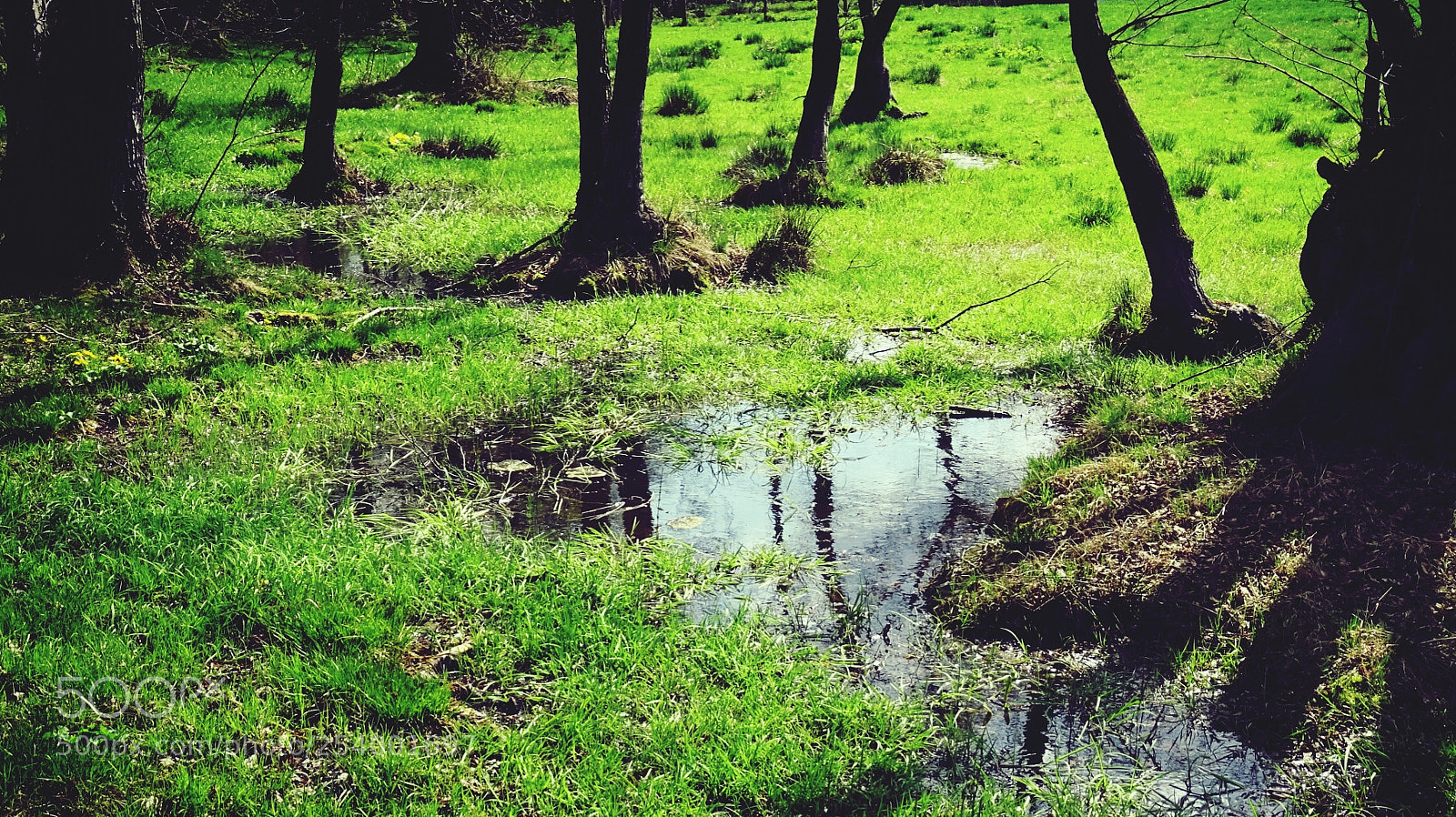 Sony DSC-HX60 sample photo. Green puddle photography