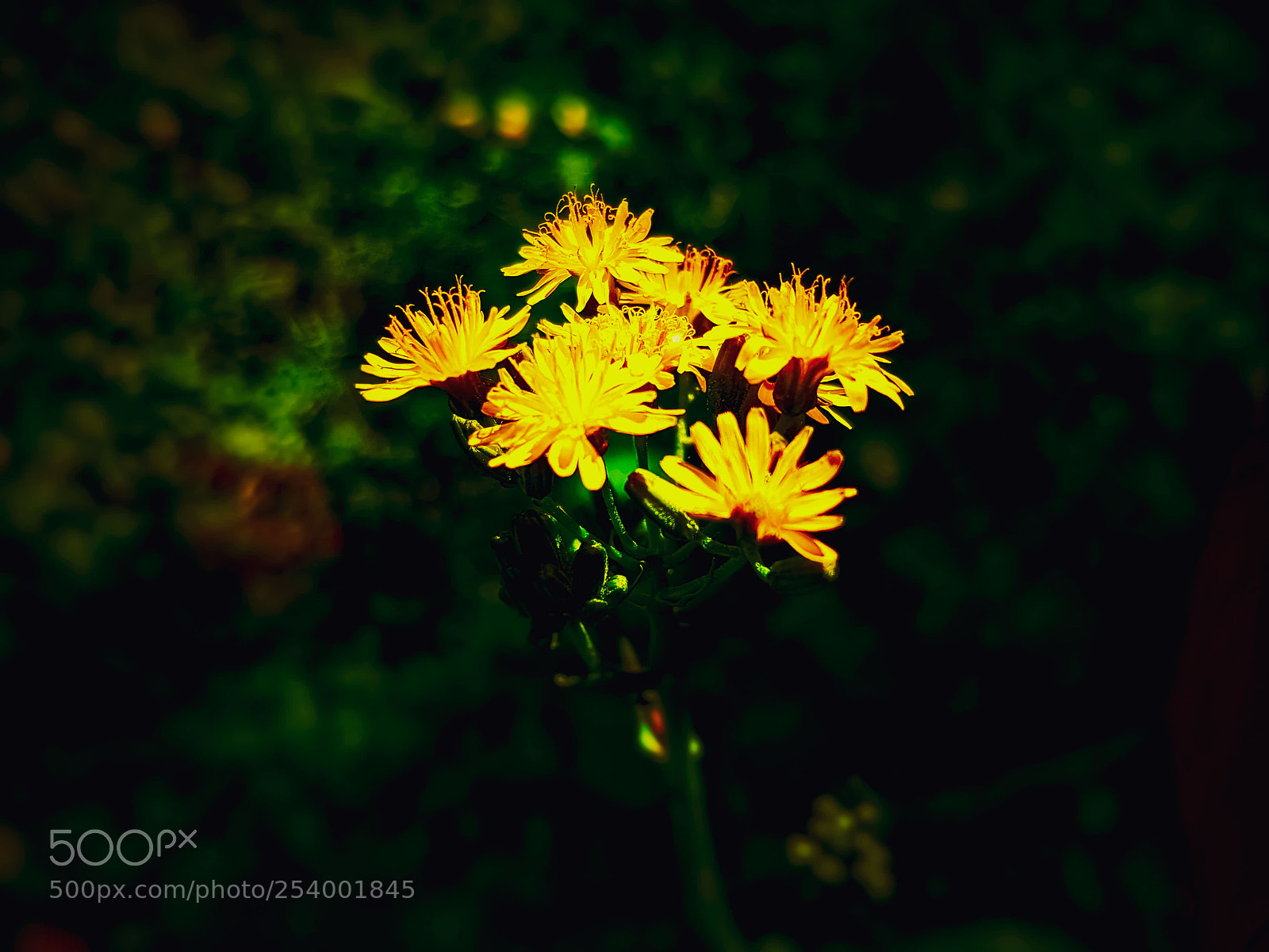 Samsung Galaxy S7 sample photo. Yellow flowers s7 photography