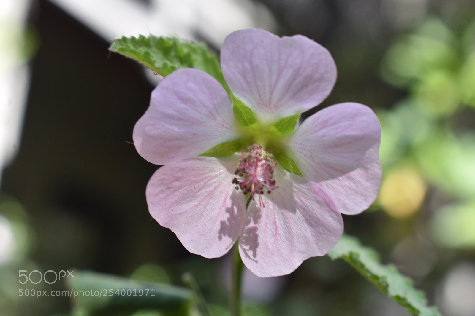 Nikon D3400 sample photo. Taking in the sun photography