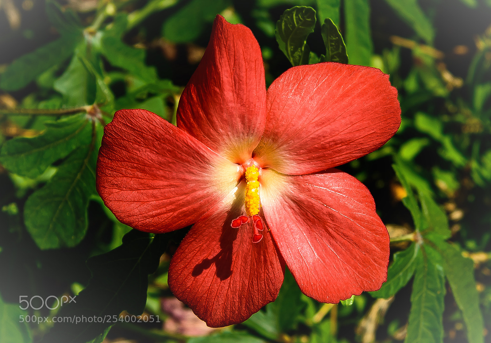 Nikon D810 sample photo. Hibiscus!! photography