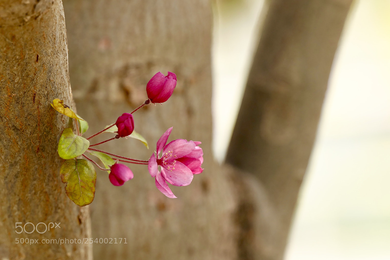 Leica SL (Typ 601) sample photo. Untitled photography